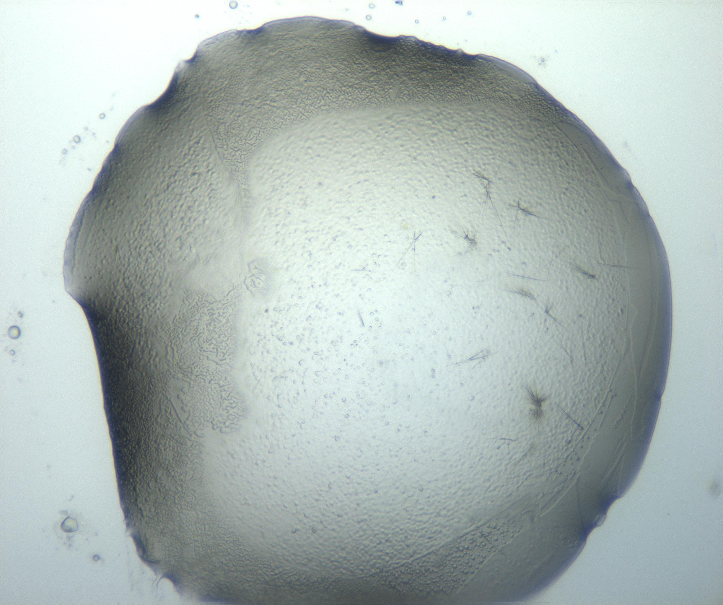 RI01_03_000_0212_Proj1_Clon1_MC_0000MC103026_003_161121_11_02_01_00_99_002_001_RAI.jpg