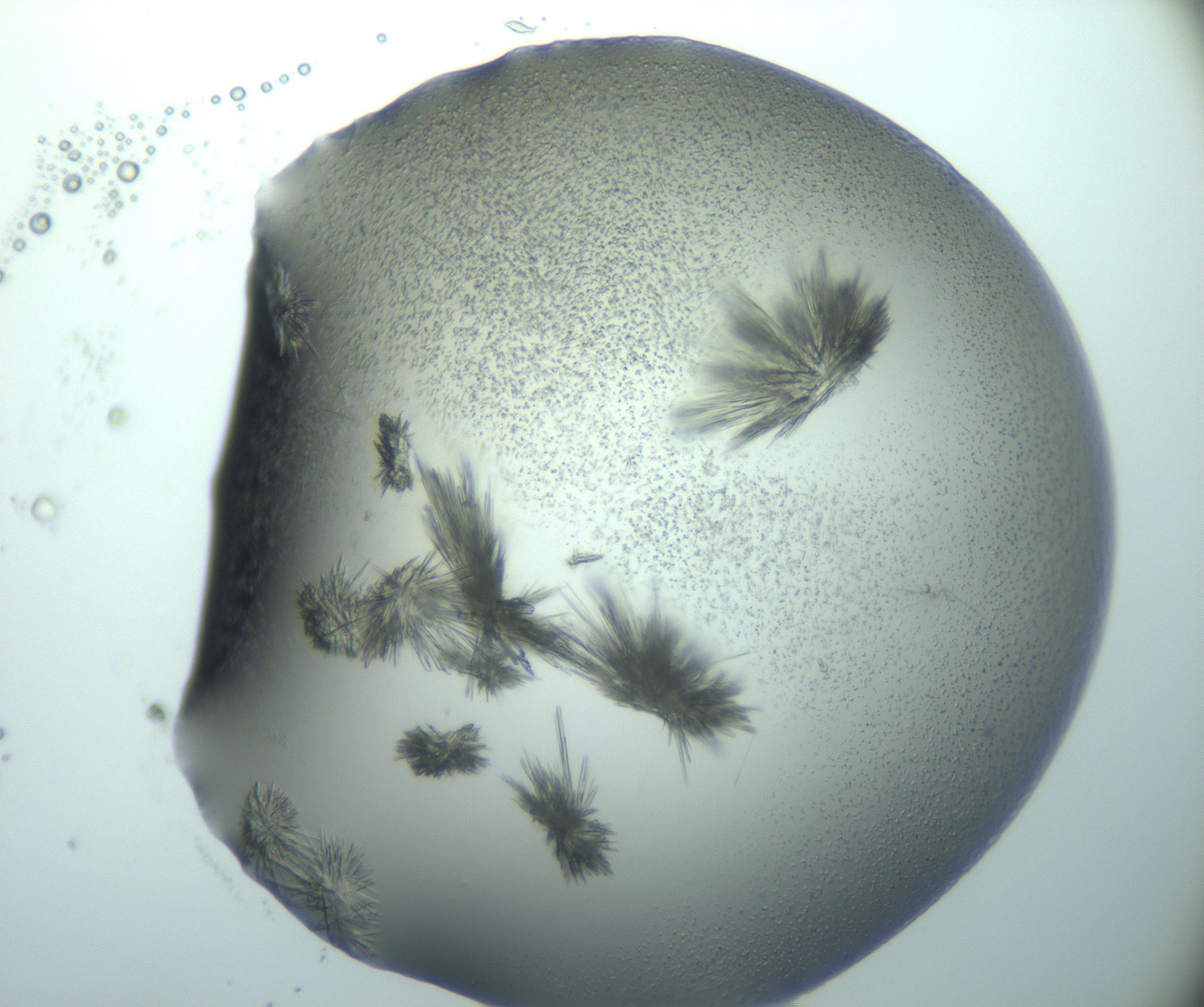 RI01_03_000_0212_Proj1_Clon1_MC_0000MC103026_015_170122_01_04_01_00_99_002_001_RAI.jpg