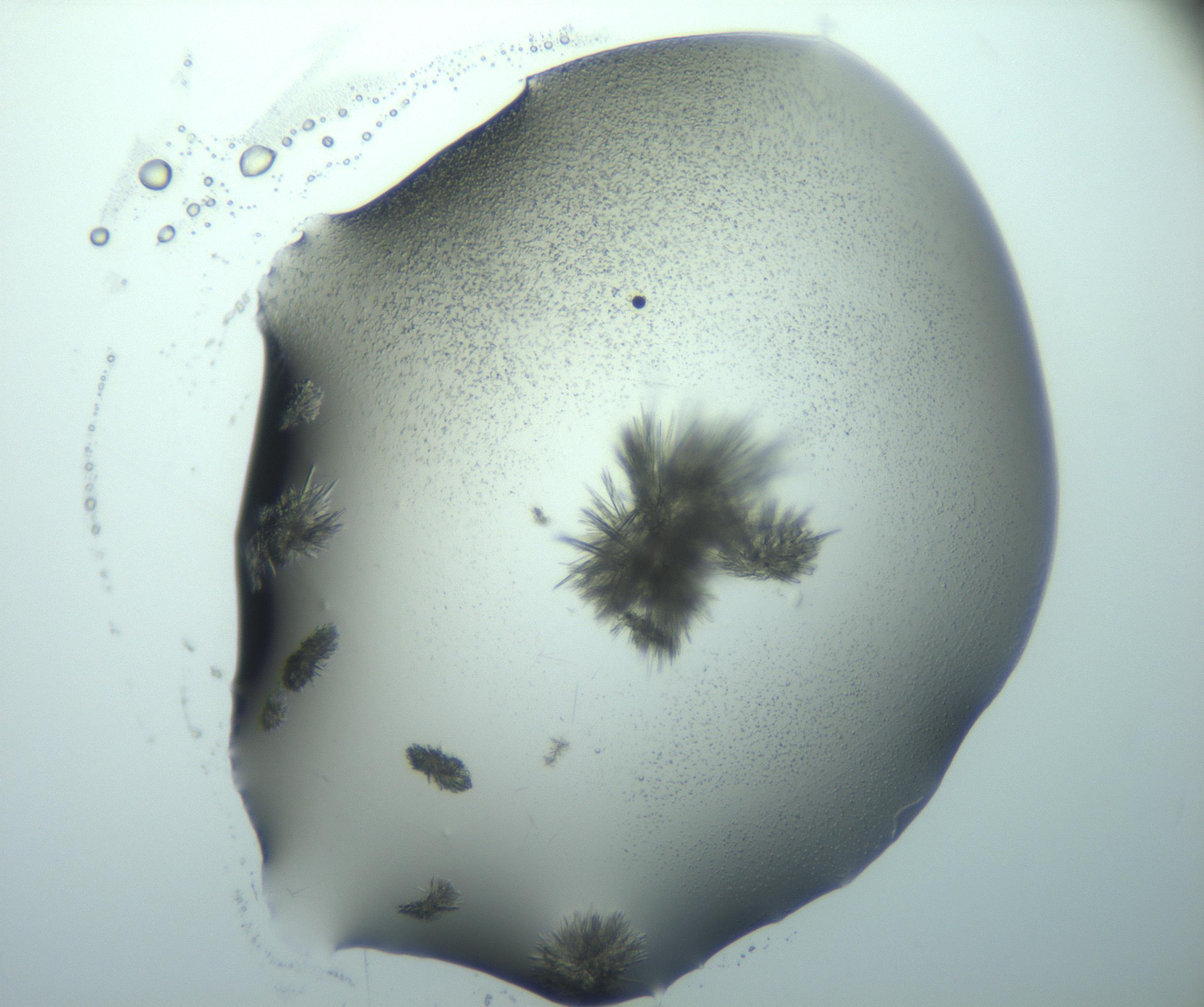 RI01_03_000_0212_Proj1_Clon1_MC_0000MC103026_015_170122_01_07_01_00_99_002_001_RAI.jpg