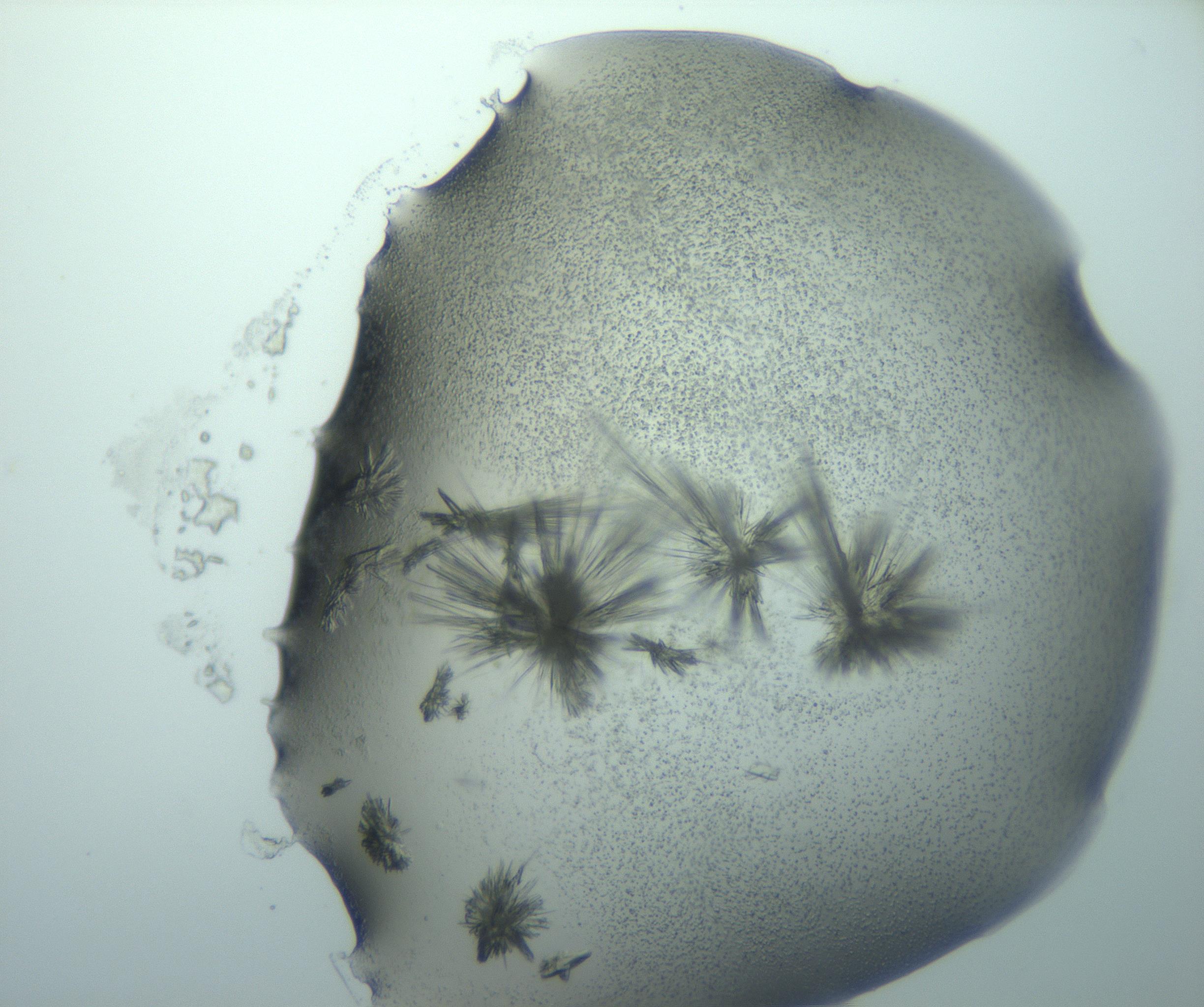 RI01_03_000_0212_Proj1_Clon1_MC_0000MC103026_015_170122_02_06_01_00_99_002_001_RAI.jpg