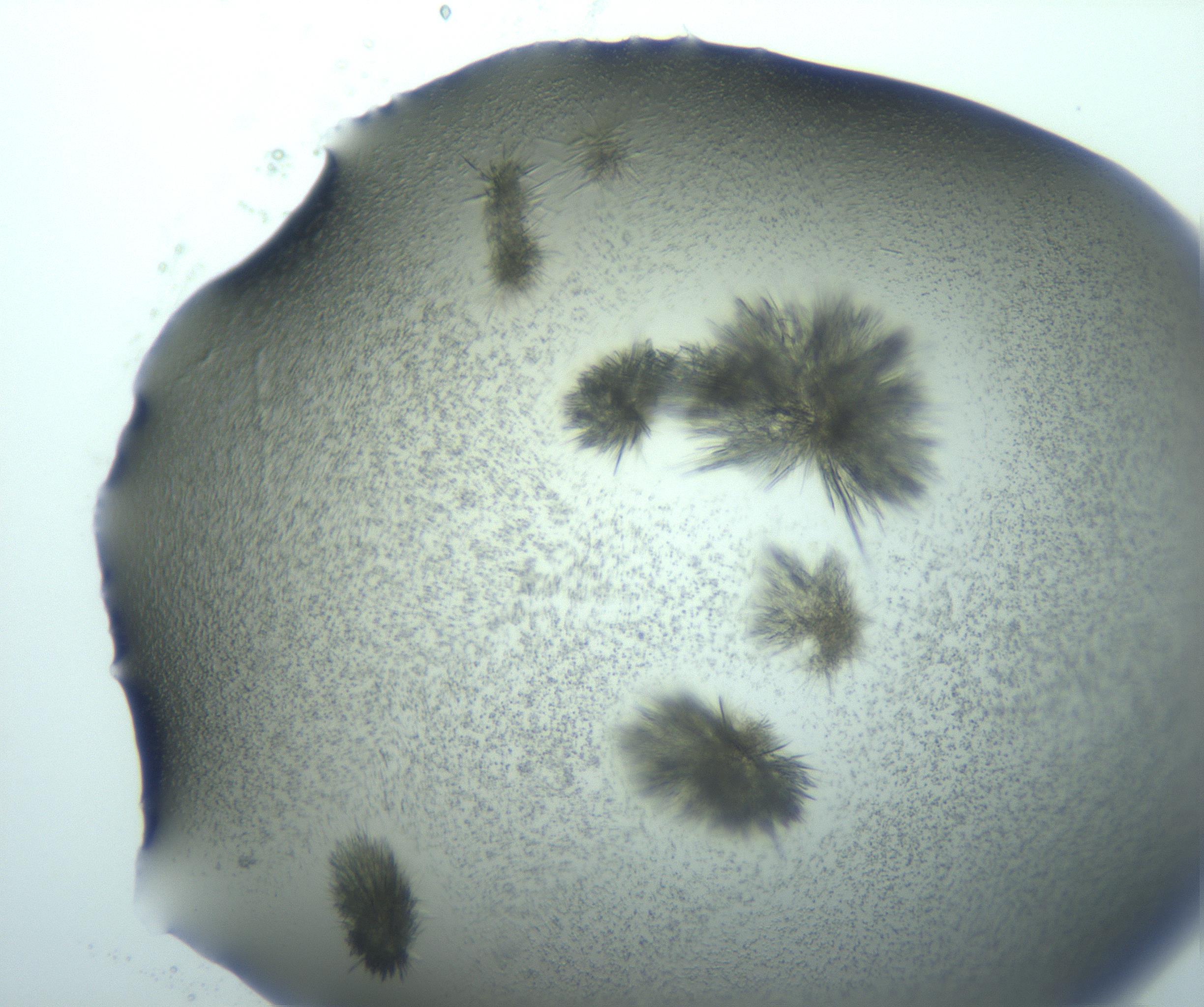 RI01_03_000_0212_Proj1_Clon1_MC_0000MC103026_015_170122_03_04_01_00_99_002_001_RAI.jpg