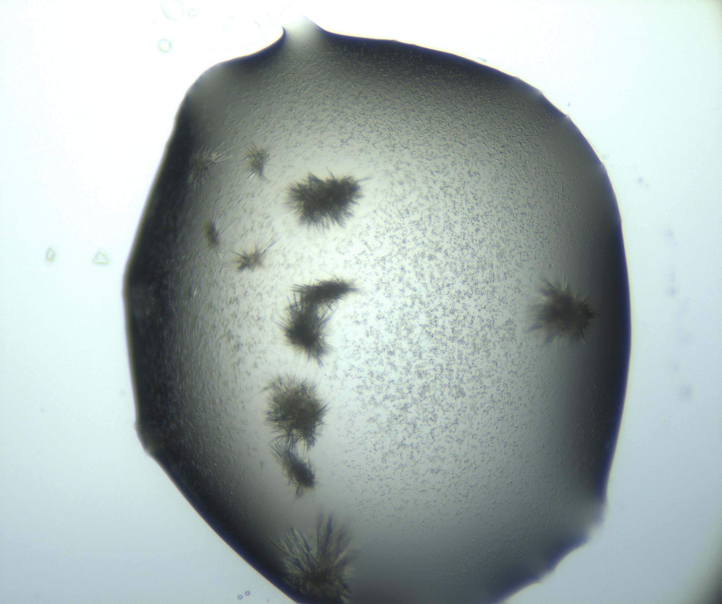 RI01_03_000_0212_Proj1_Clon1_MC_0000MC103026_015_170122_03_04_02_00_99_002_001_RAI.jpg