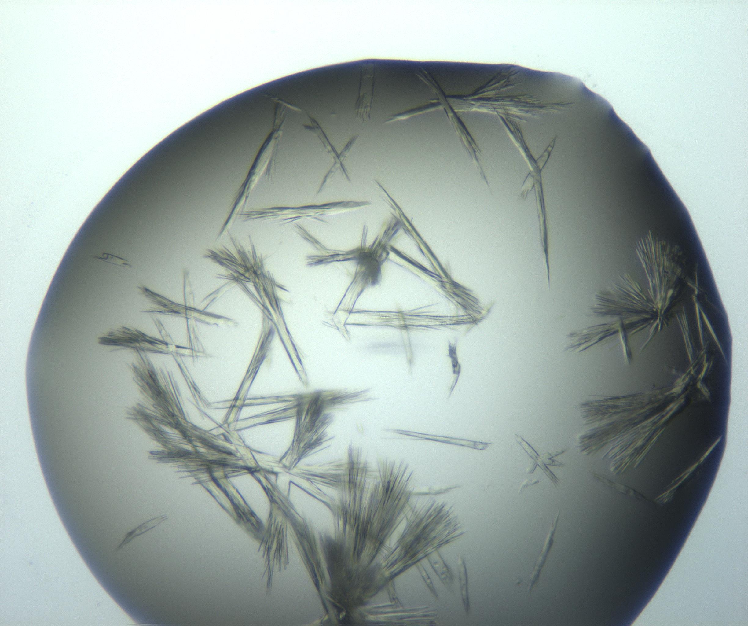 RI01_03_000_0212_Proj1_Clon1_MC_0000MC103026_015_170122_03_06_01_00_99_002_001_RAI.jpg