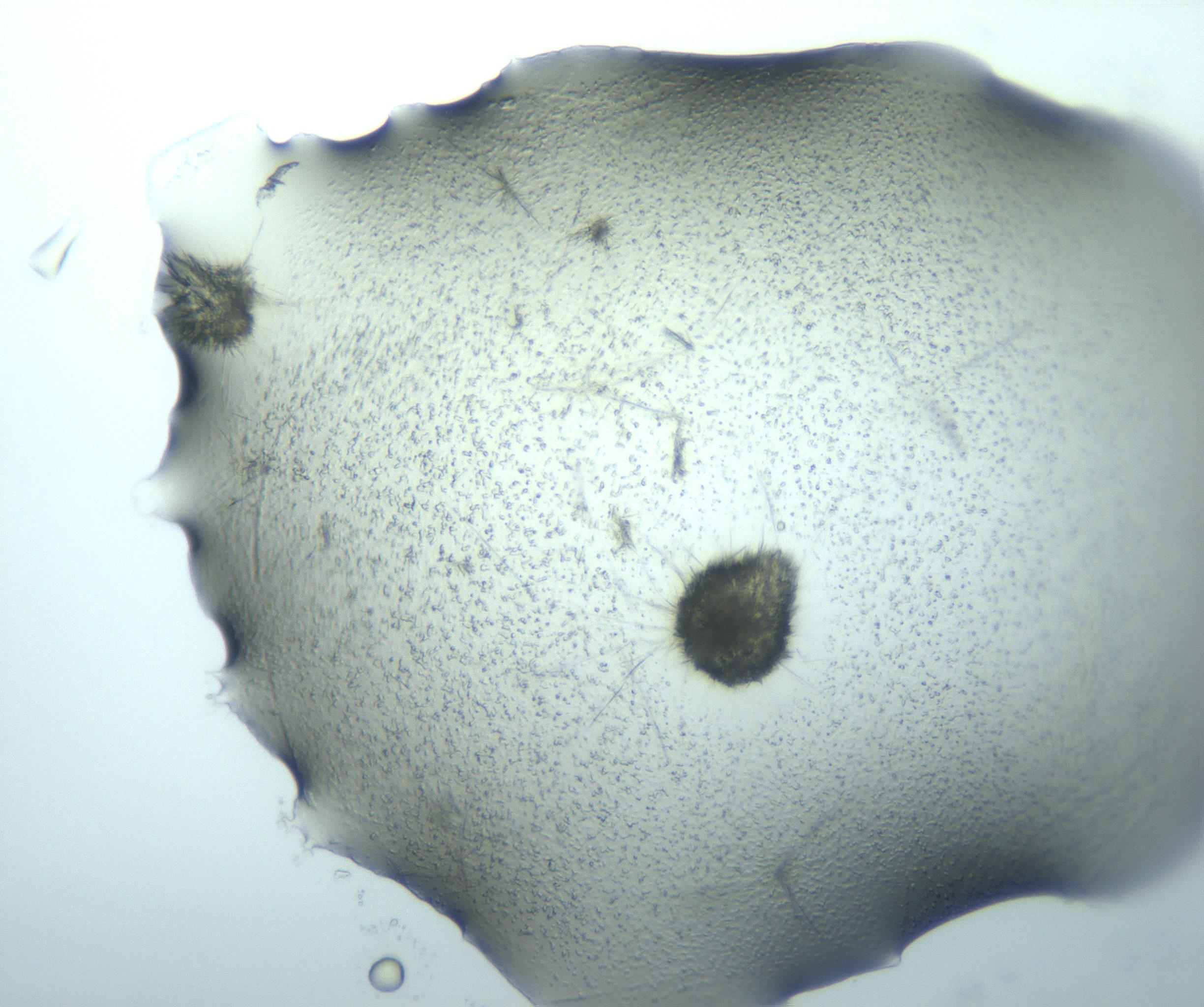 RI01_03_000_0212_Proj1_Clon1_MC_0000MC103026_015_170122_04_01_01_00_99_002_001_RAI.jpg