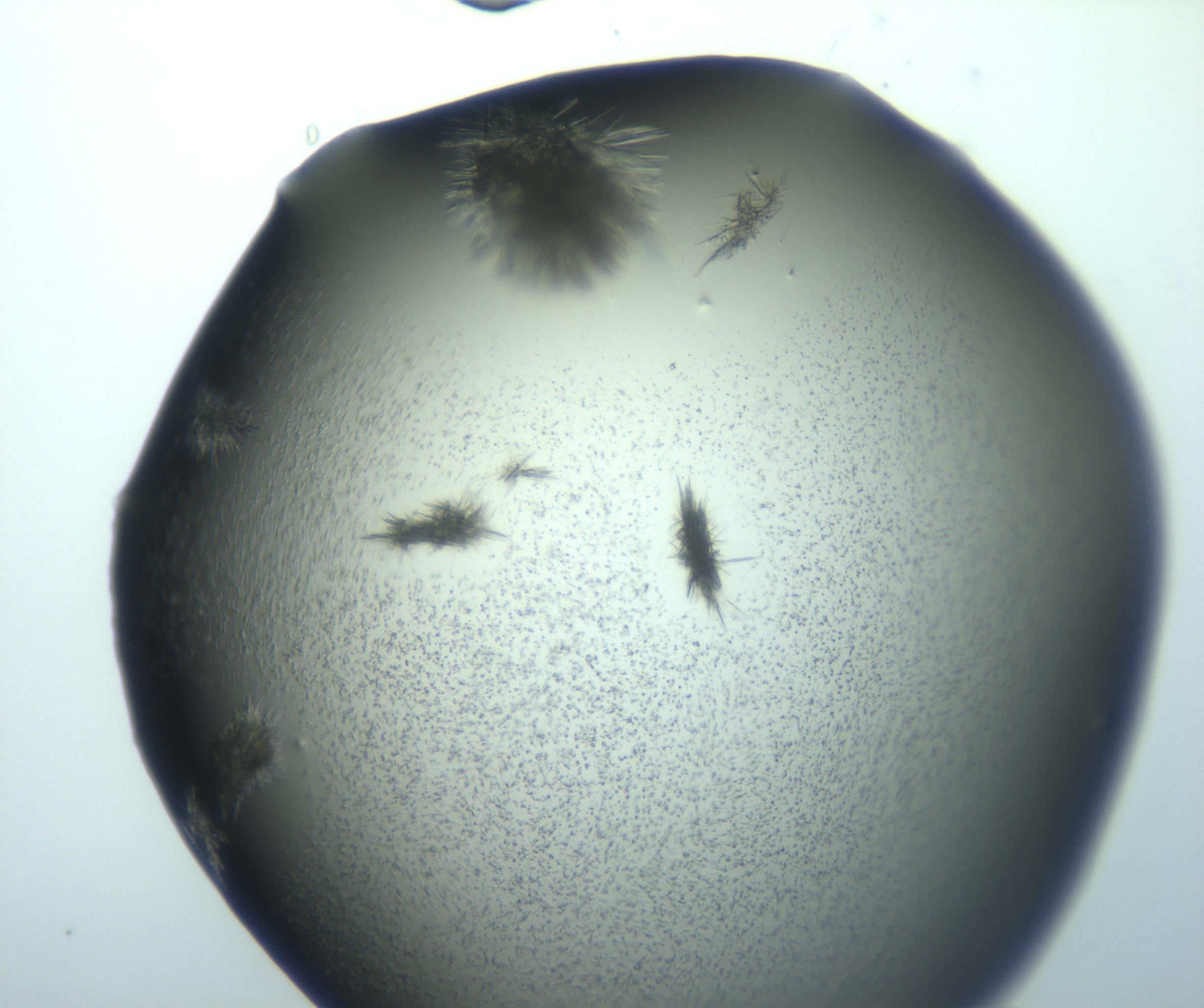 RI01_03_000_0212_Proj1_Clon1_MC_0000MC103026_015_170122_05_04_02_00_99_002_001_RAI.jpg