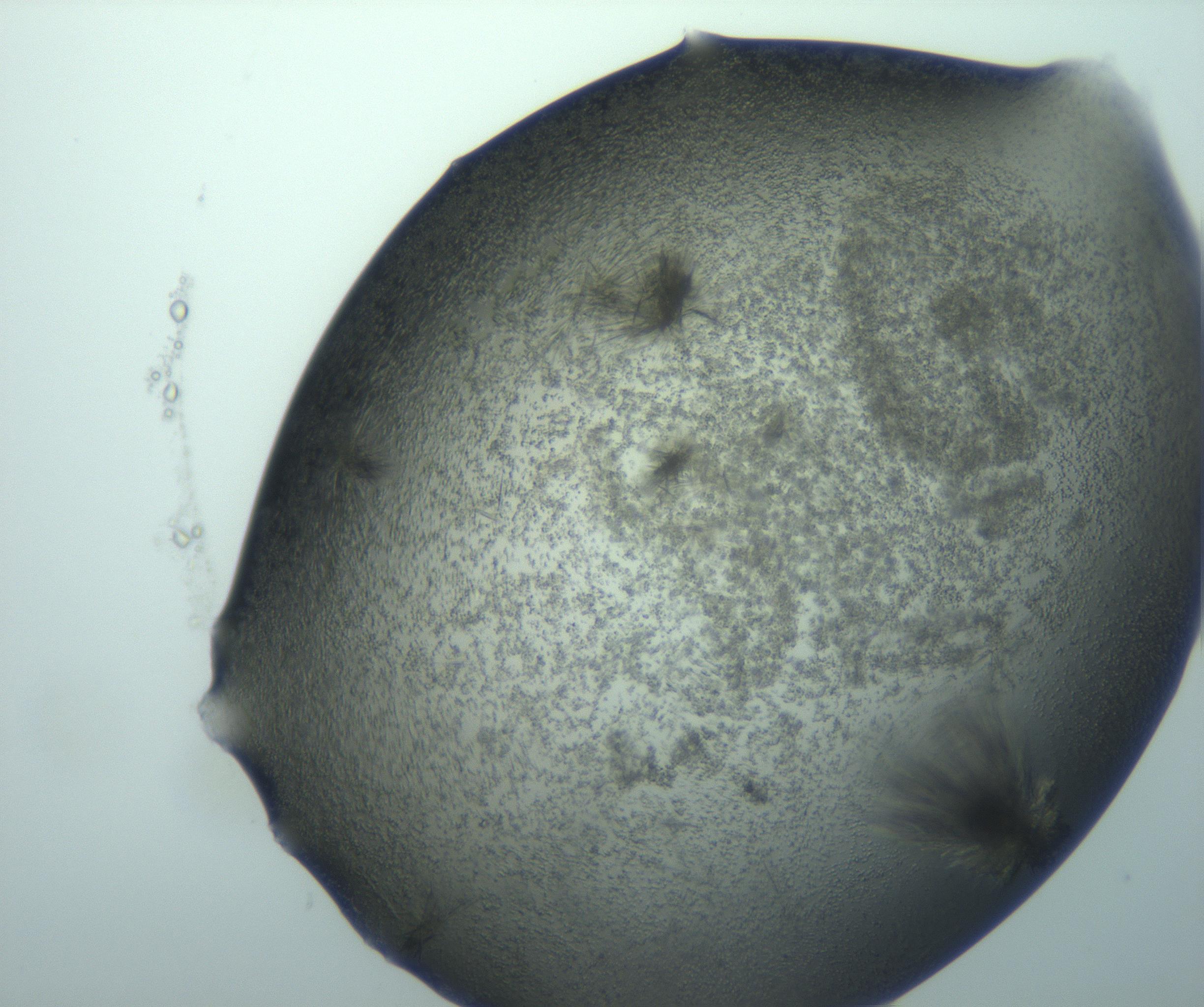 RI01_03_000_0212_Proj1_Clon1_MC_0000MC103026_015_170122_05_06_02_00_99_002_001_RAI.jpg