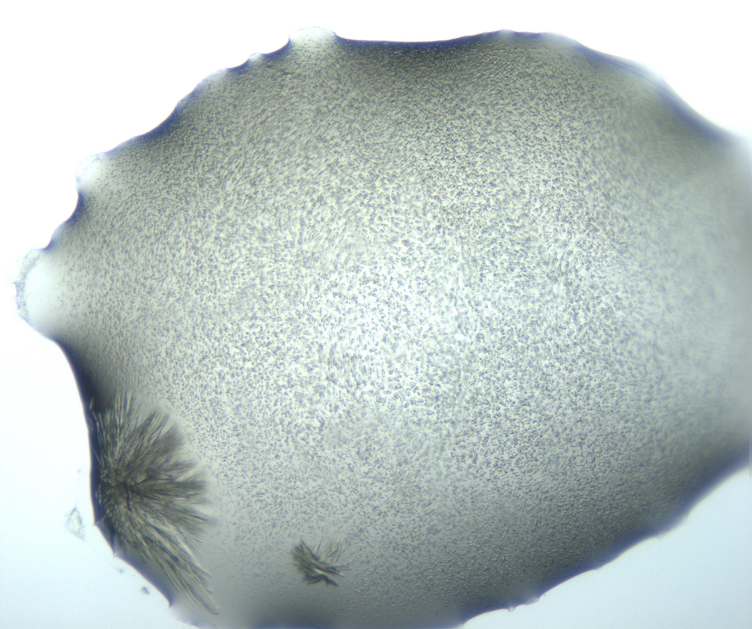 RI01_03_000_0212_Proj1_Clon1_MC_0000MC103026_015_170122_06_01_01_00_99_002_001_RAI.jpg