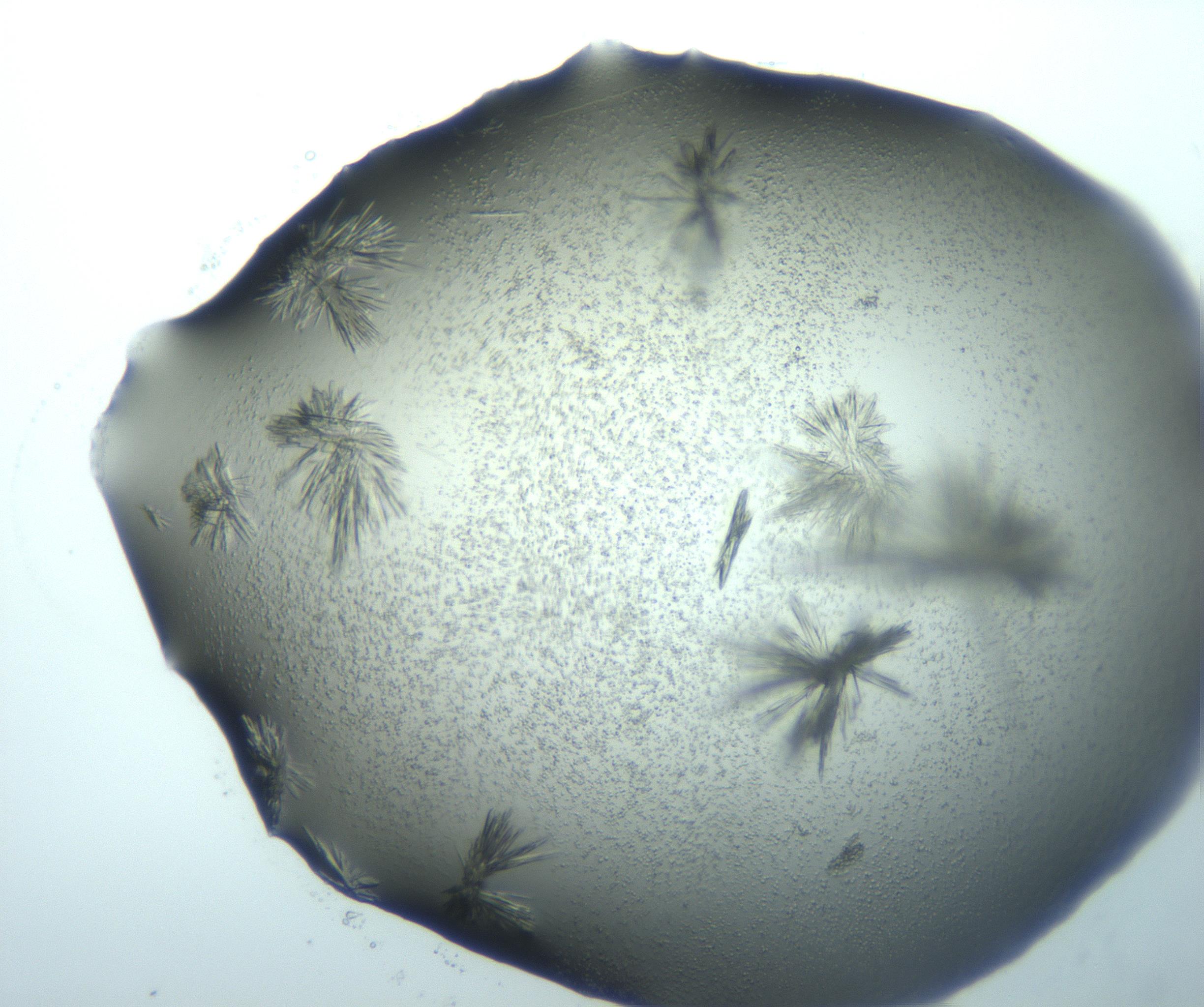 RI01_03_000_0212_Proj1_Clon1_MC_0000MC103026_015_170122_06_01_02_00_99_002_001_RAI.jpg