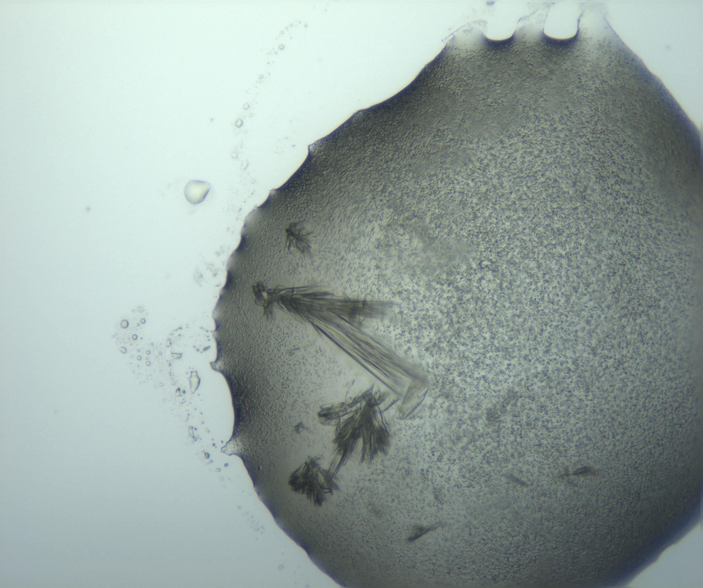 RI01_03_000_0212_Proj1_Clon1_MC_0000MC103026_015_170122_06_04_01_00_99_002_001_RAI.jpg