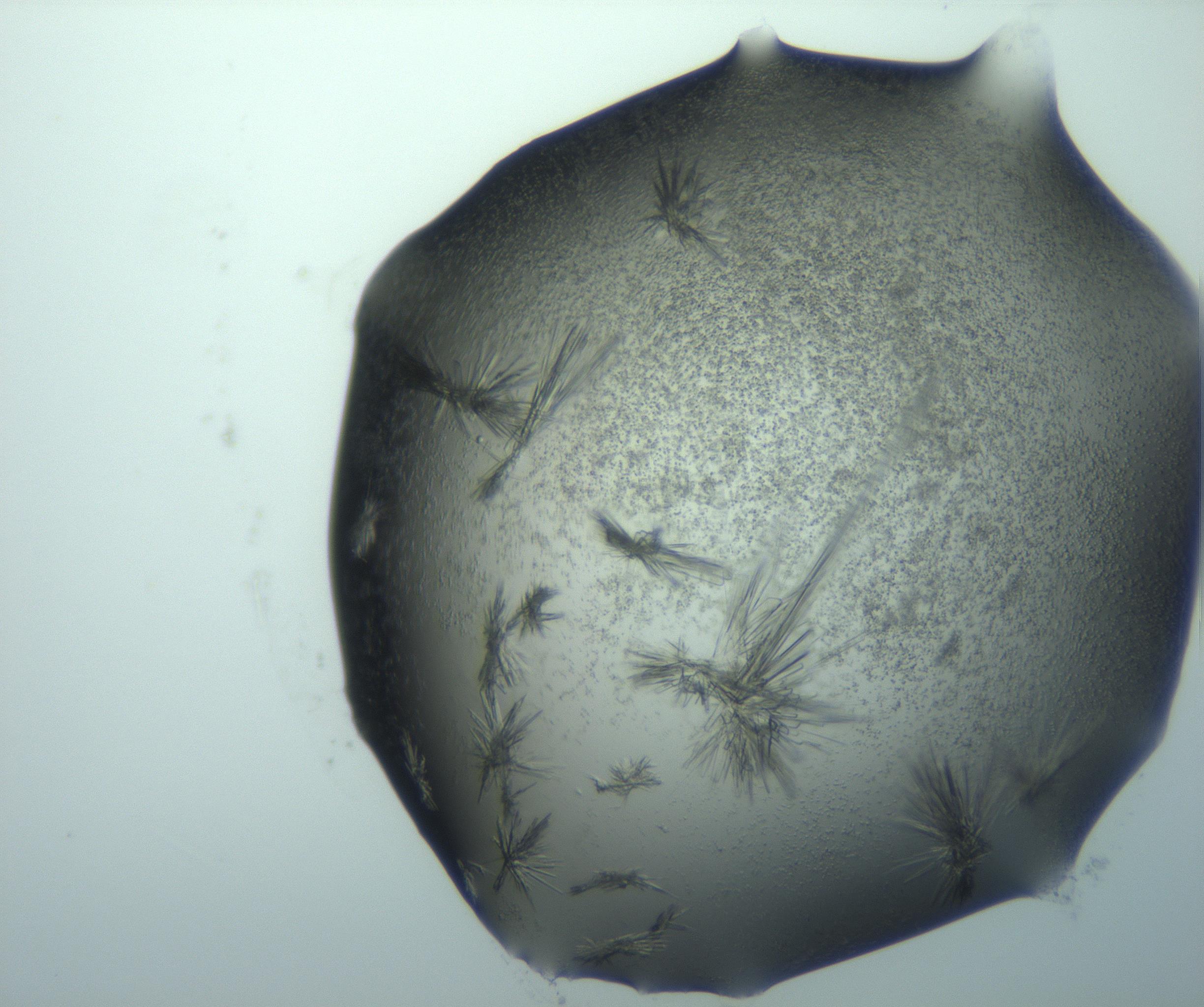 RI01_03_000_0212_Proj1_Clon1_MC_0000MC103026_015_170122_06_04_02_00_99_002_001_RAI.jpg