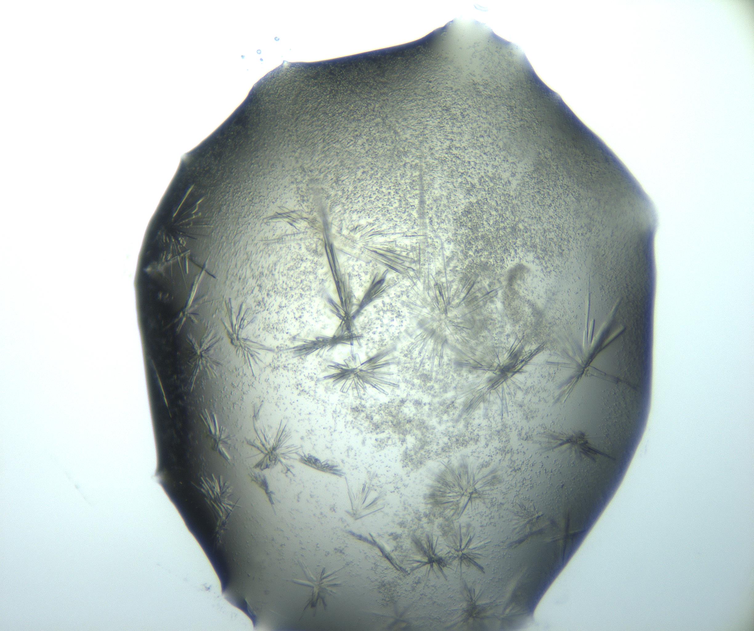 RI01_03_000_0212_Proj1_Clon1_MC_0000MC103026_015_170122_06_05_02_00_99_002_001_RAI.jpg