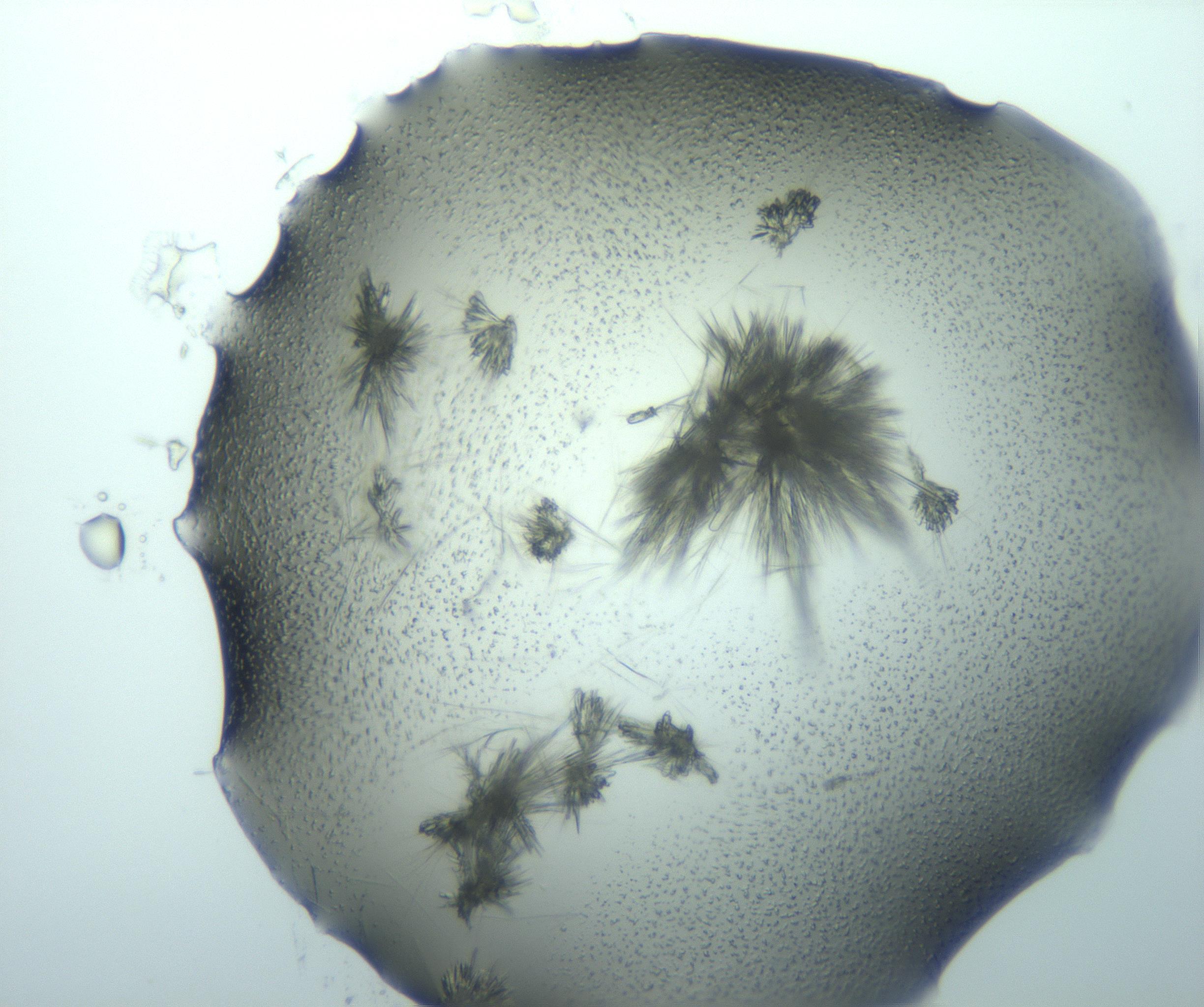 RI01_03_000_0212_Proj1_Clon1_MC_0000MC103026_015_170122_08_05_01_00_99_002_001_RAI.jpg
