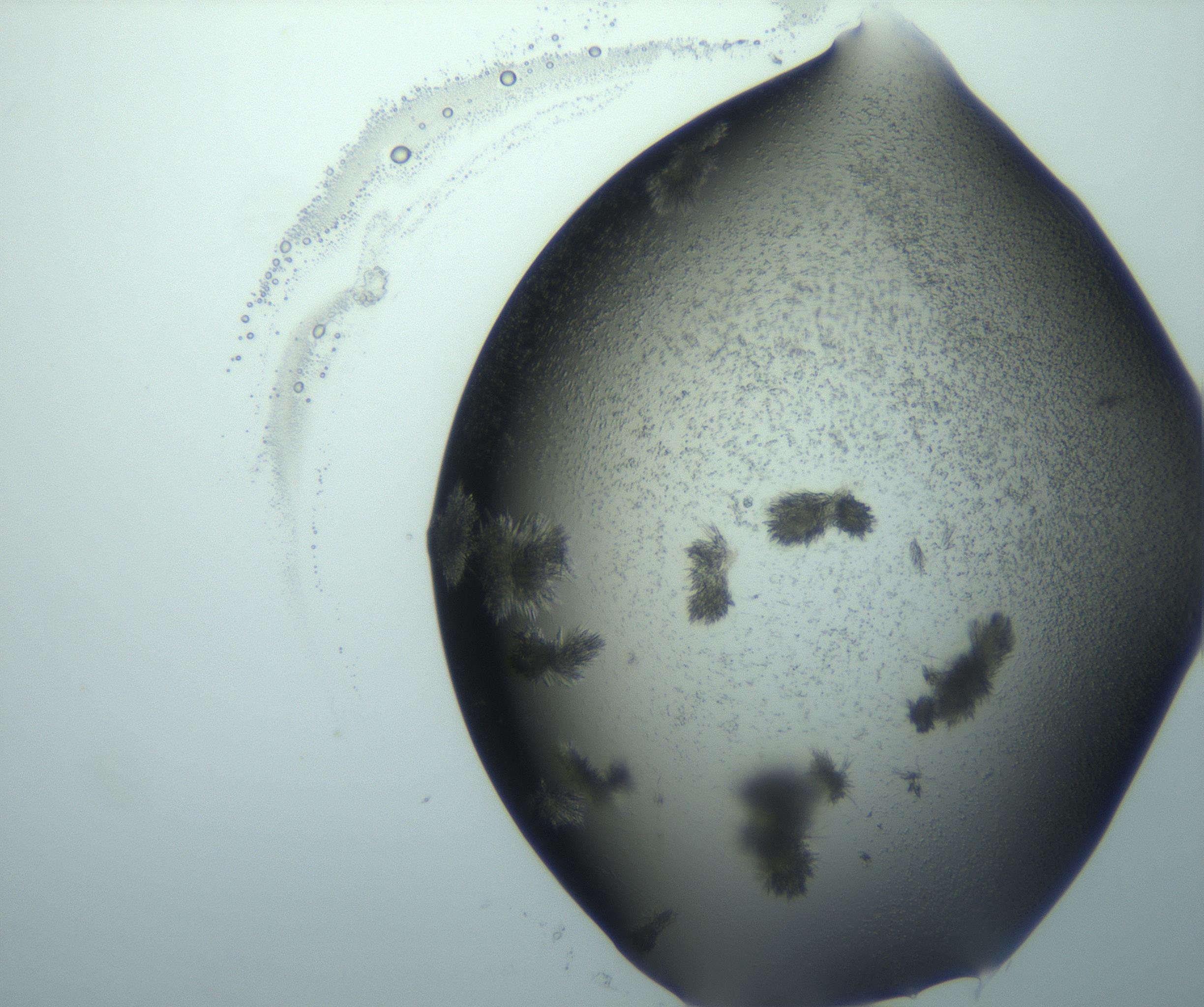 RI01_03_000_0212_Proj1_Clon1_MC_0000MC103026_015_170122_09_01_02_00_99_002_001_RAI.jpg