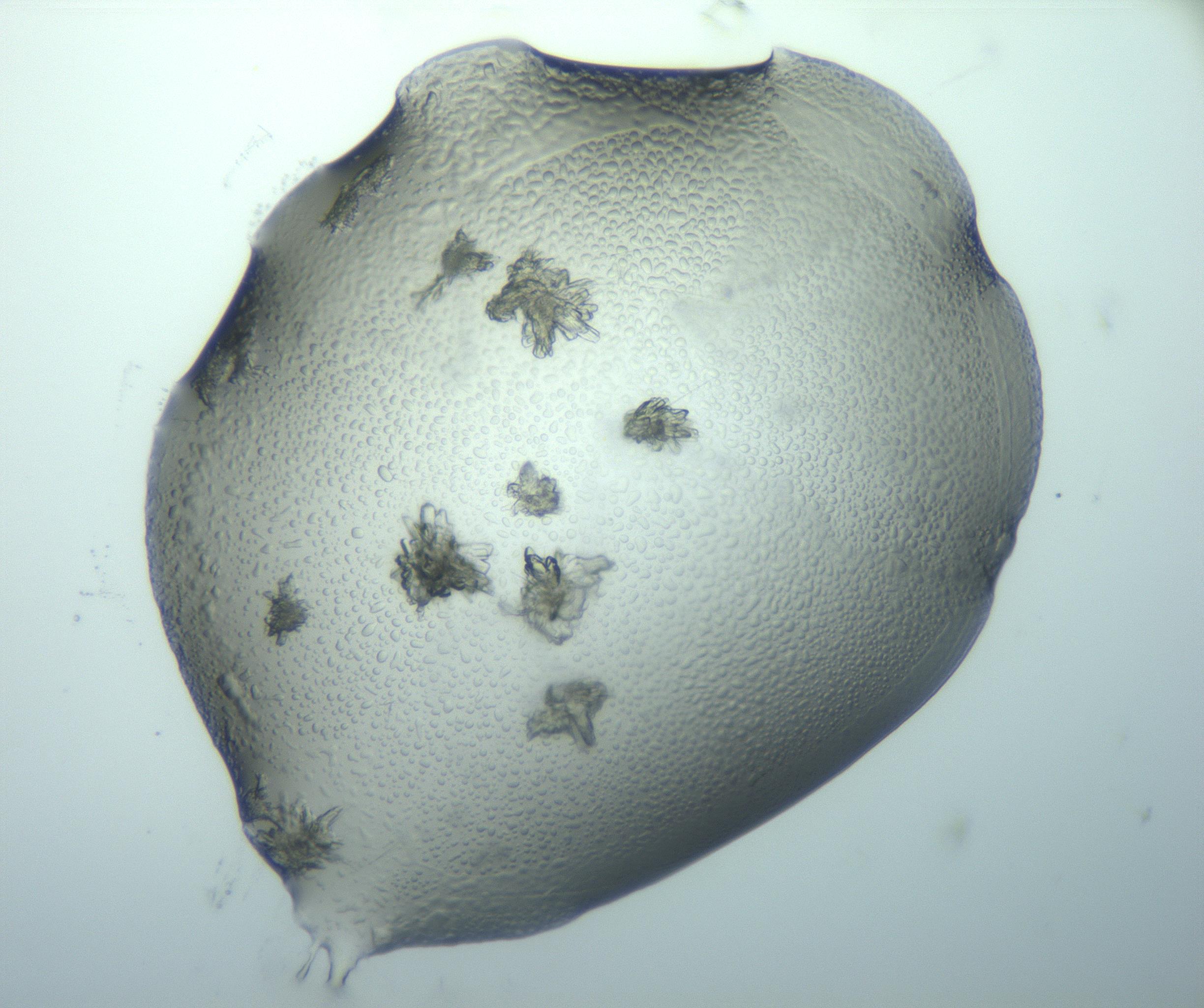 RI01_03_000_0212_Proj1_Clon1_MC_0000MC103026_015_170122_10_06_01_00_99_002_001_RAI.jpg