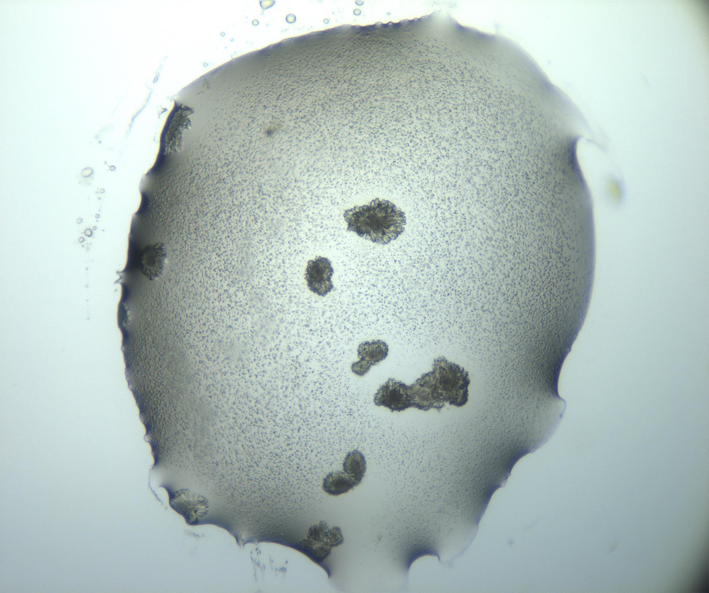 RI01_03_000_0212_Proj1_Clon1_MC_0000MC103026_015_170122_11_04_01_00_99_002_001_RAI.jpg