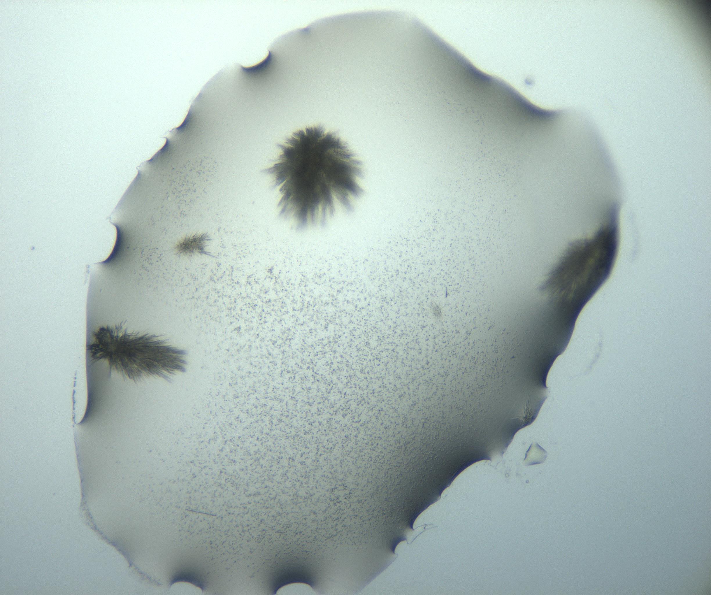 RI01_03_000_0212_Proj1_Clon1_MC_0000MC103026_015_170122_12_07_01_00_99_002_001_RAI.jpg