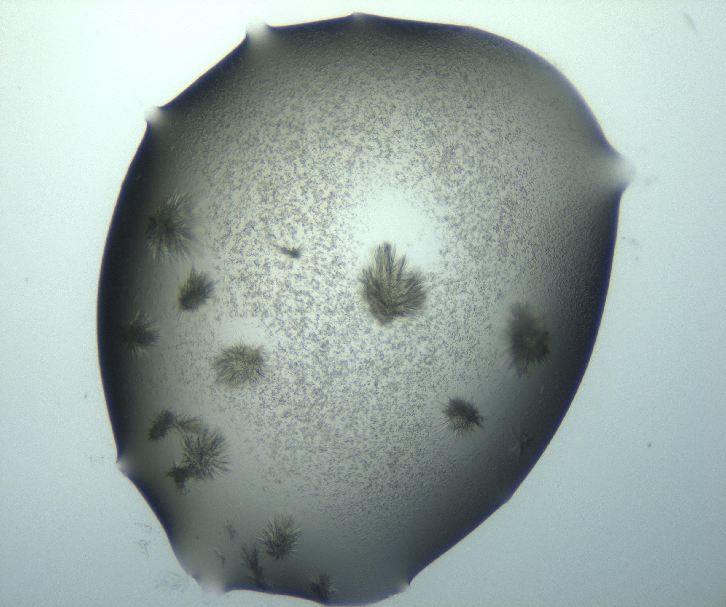 RI01_03_000_0212_Proj1_Clon1_MC_0000MC103026_015_170122_12_07_02_00_99_002_001_RAI.jpg