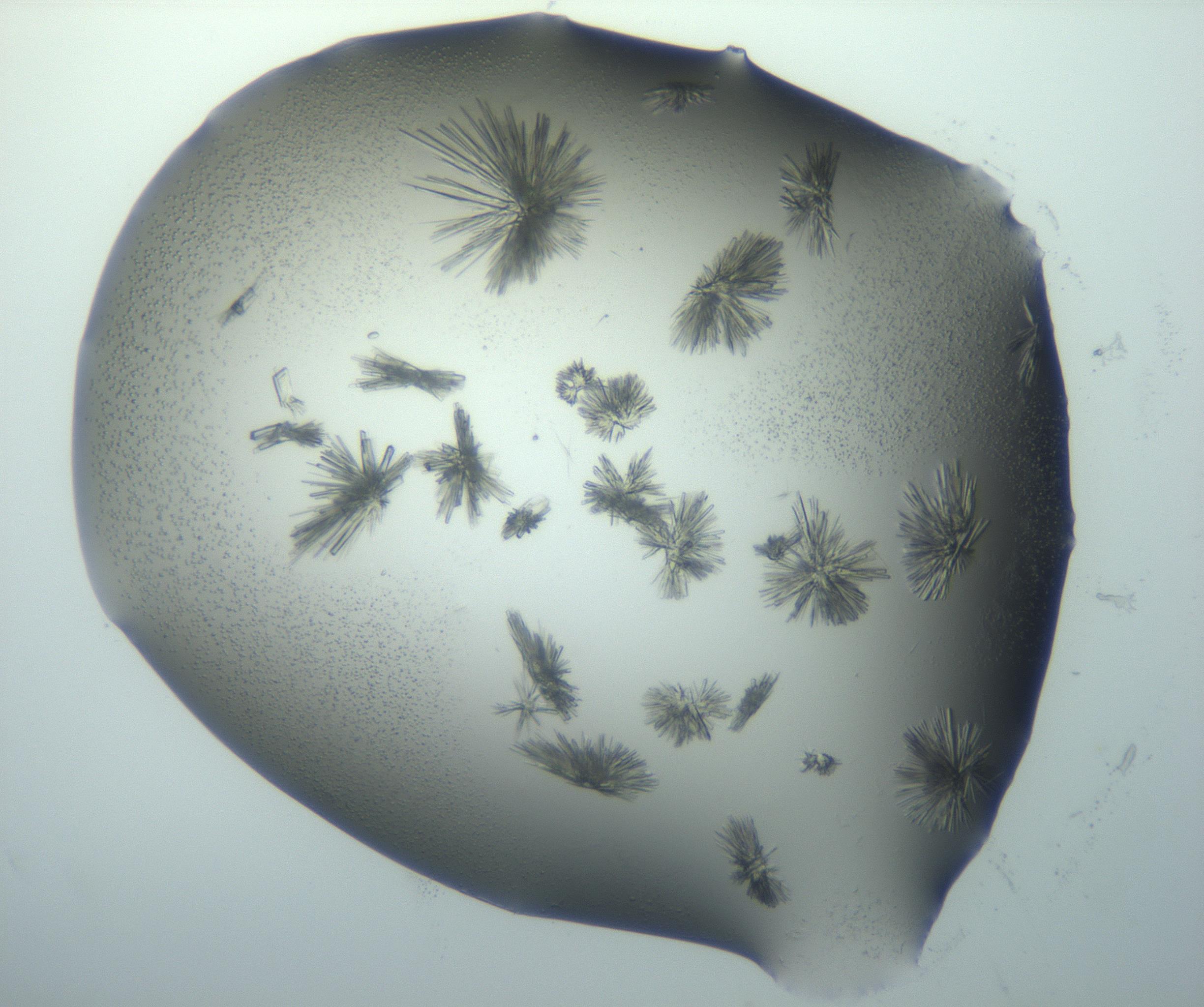 RI01_03_000_0212_Proj1_Clon1_MC_0000MC103027_002_161122_01_03_02_00_99_002_001_RAI.jpg