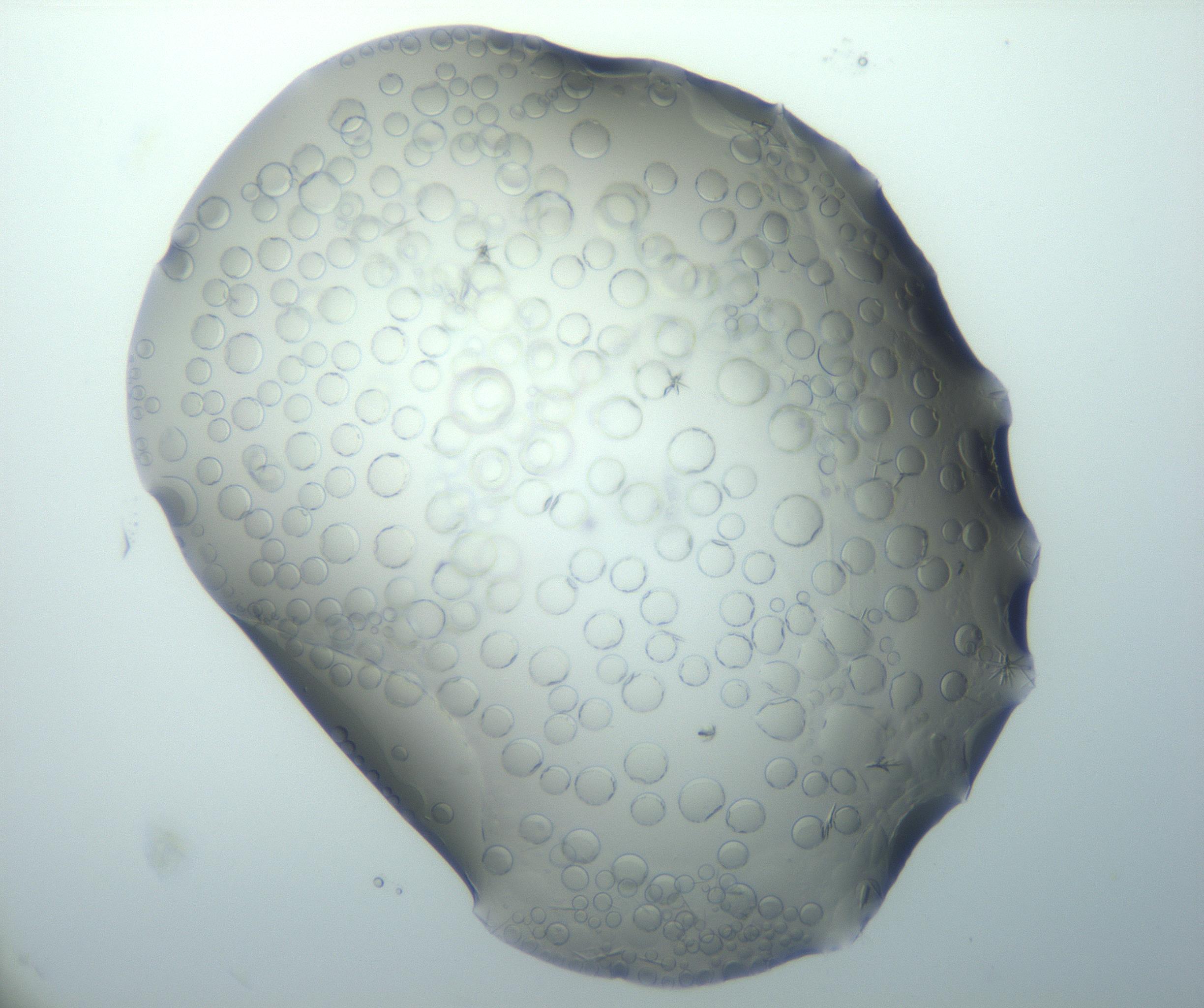 RI01_03_000_0212_Proj1_Clon1_MC_0000MC103027_002_161122_06_03_01_00_99_002_001_RAI.jpg
