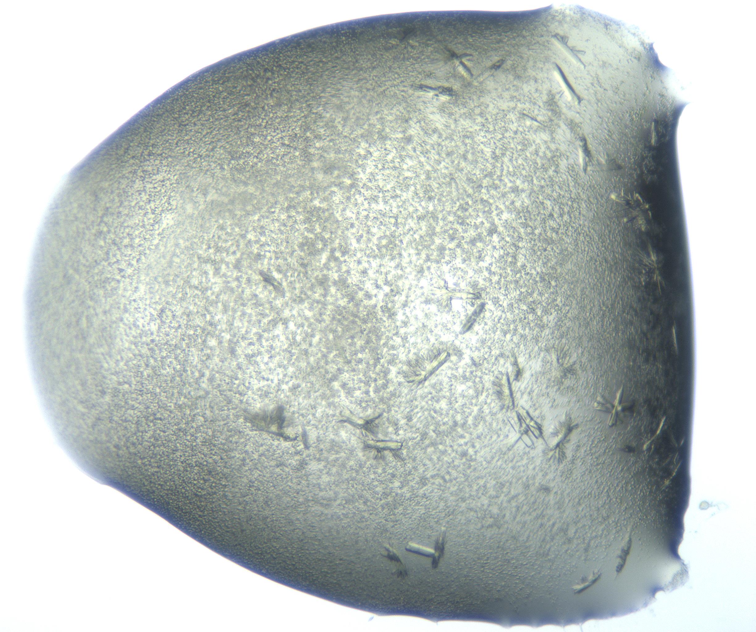RI01_03_000_0212_Proj1_Clon1_MC_0000MC103027_002_161122_07_04_01_00_99_002_001_RAI.jpg