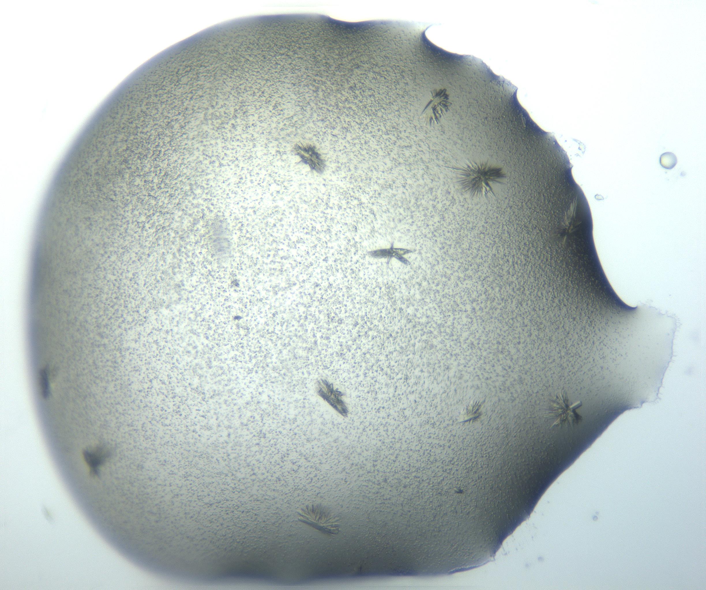 RI01_03_000_0212_Proj1_Clon1_MC_0000MC103027_002_161122_07_04_02_00_99_002_001_RAI.jpg
