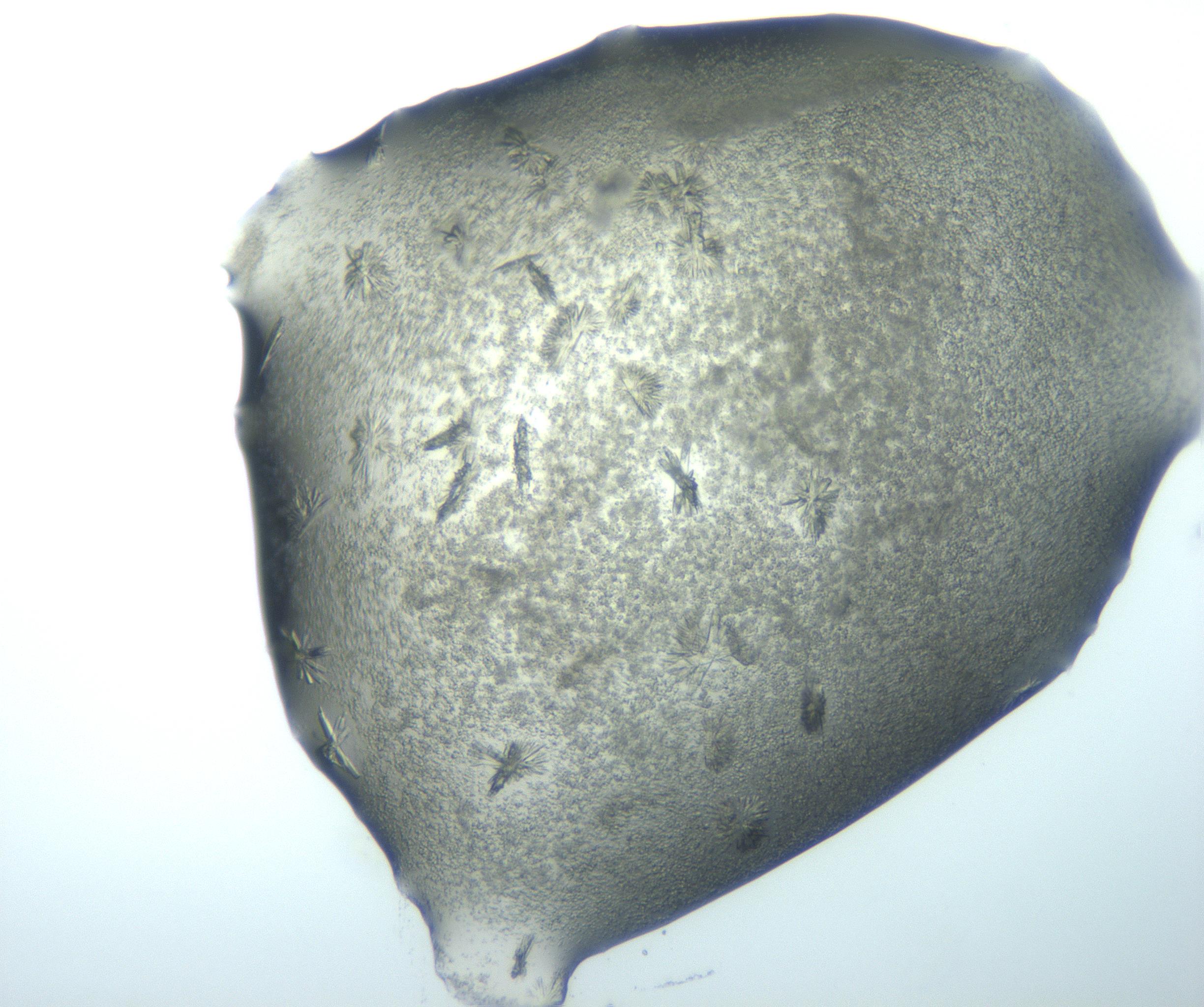 RI01_03_000_0212_Proj1_Clon1_MC_0000MC103027_002_161122_08_05_01_00_99_002_001_RAI.jpg