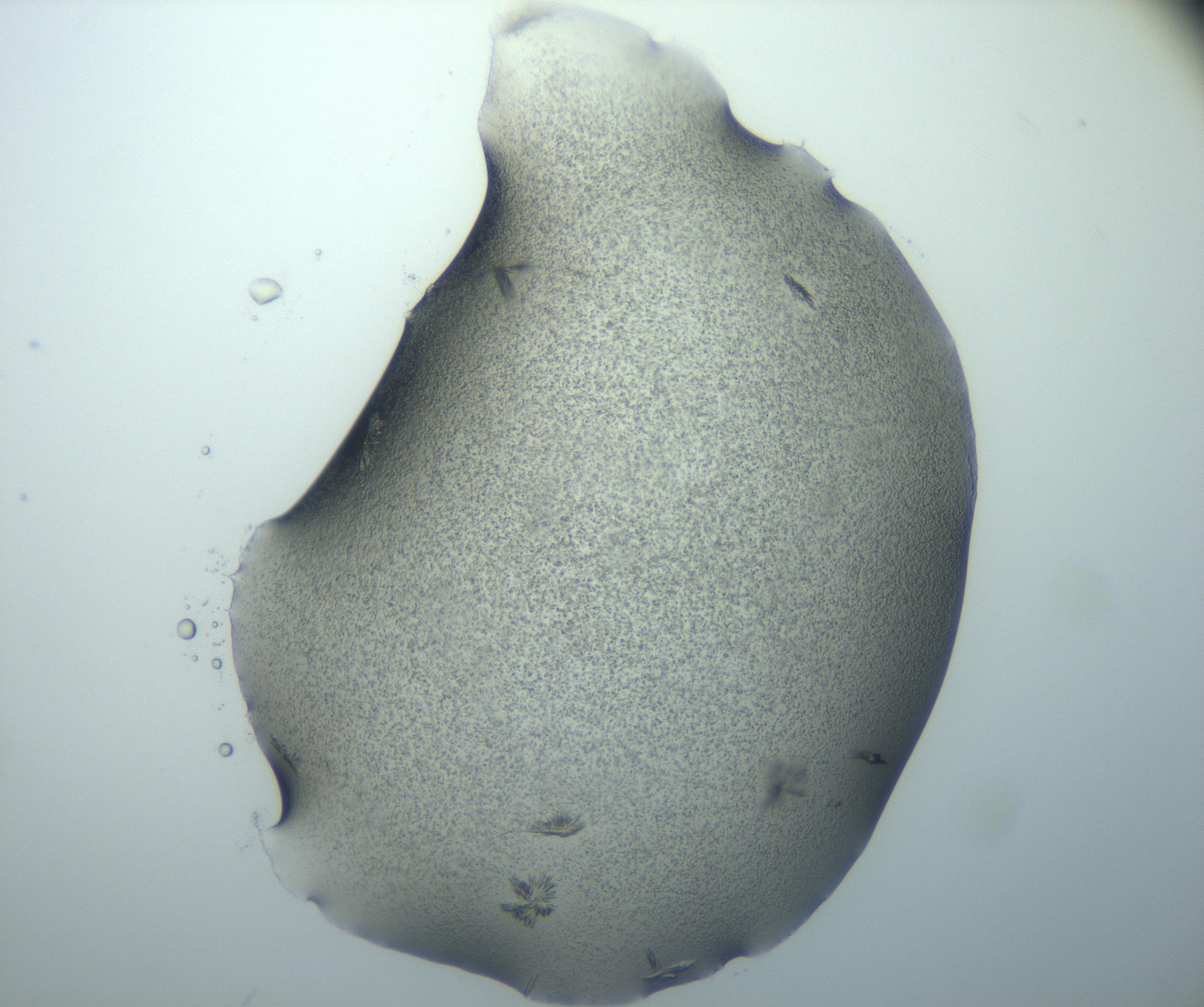 RI01_03_000_0212_Proj1_Clon1_MC_0000MC103027_002_161122_08_05_02_00_99_002_001_RAI.jpg