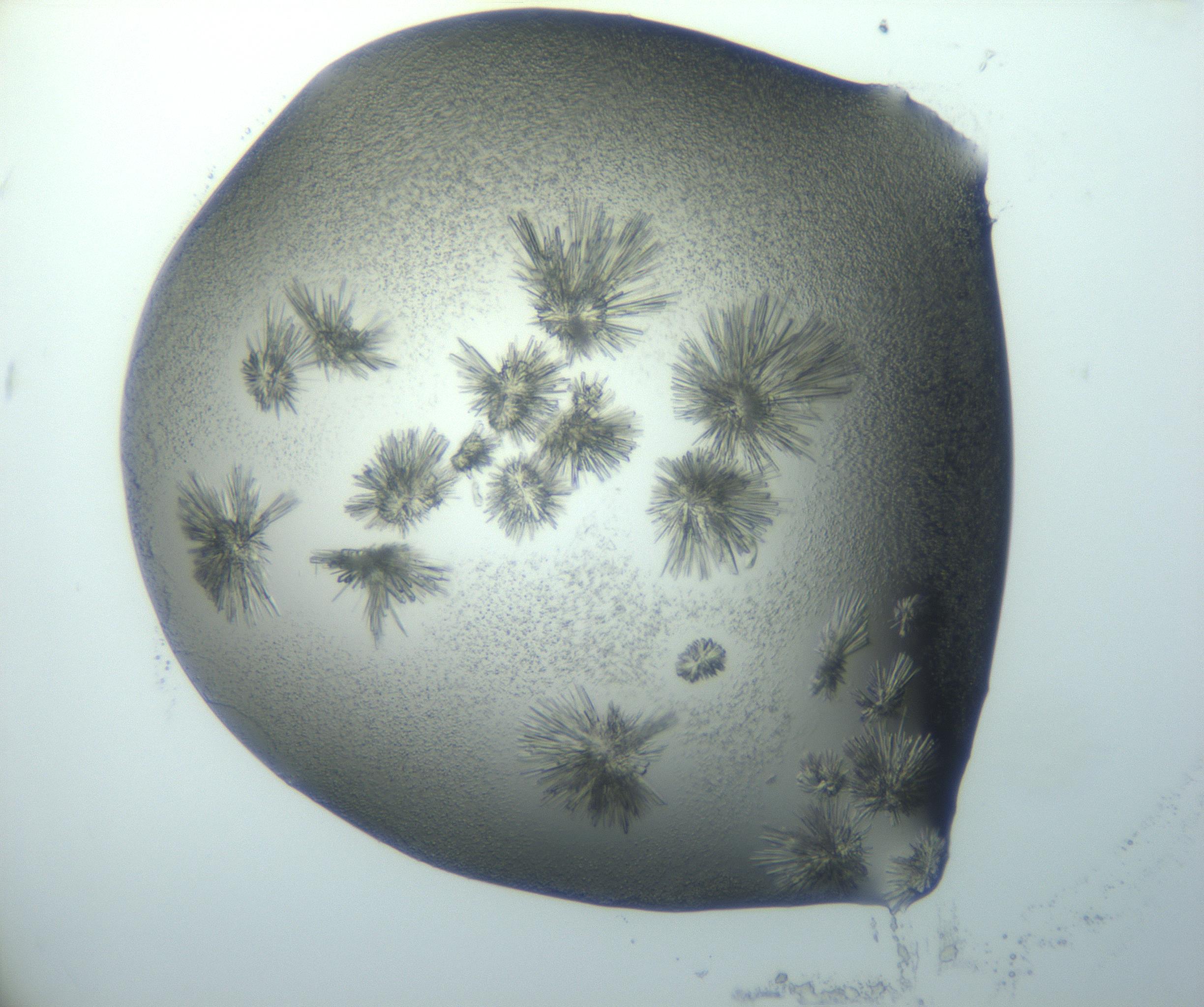 RI01_03_000_0212_Proj1_Clon1_MC_0000MC103027_002_161122_09_04_01_00_99_002_001_RAI.jpg