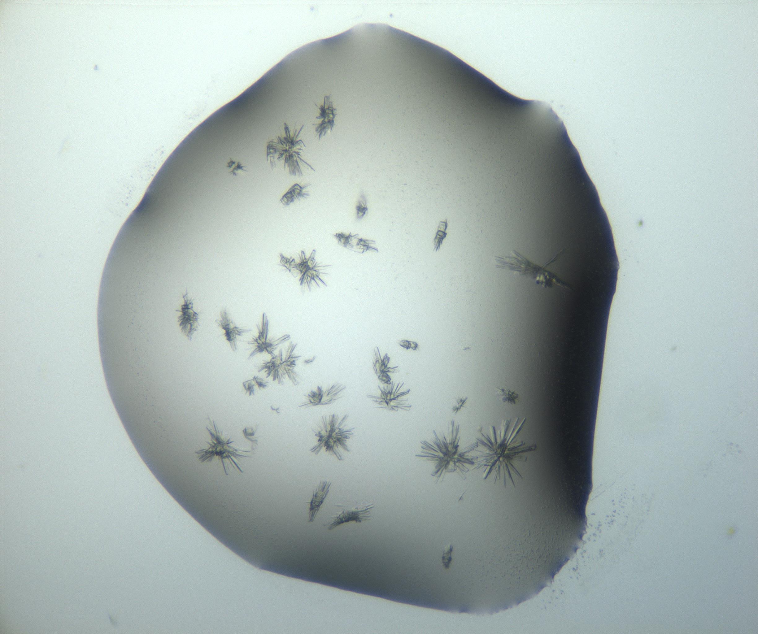 RI01_03_000_0212_Proj1_Clon1_MC_0000MC103027_002_161122_09_04_02_00_99_002_001_RAI.jpg