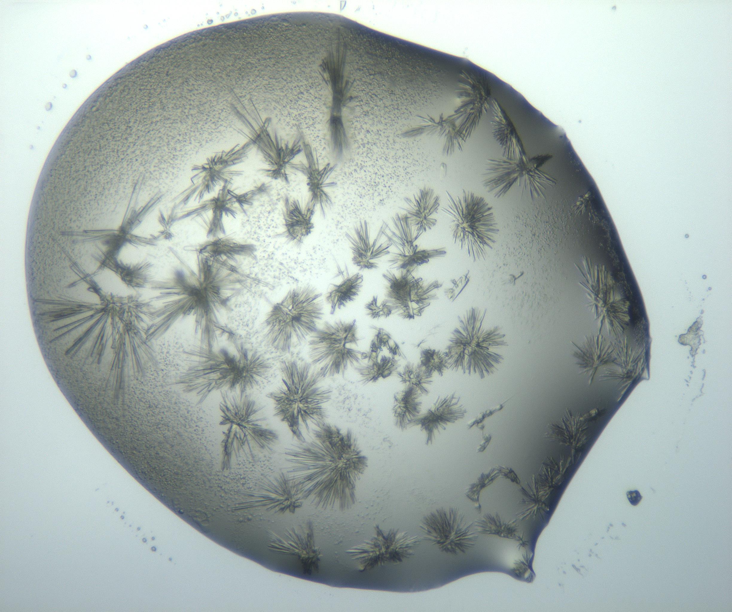 RI01_03_000_0212_Proj1_Clon1_MC_0000MC103027_003_161122_01_03_01_00_99_002_001_RAI.jpg