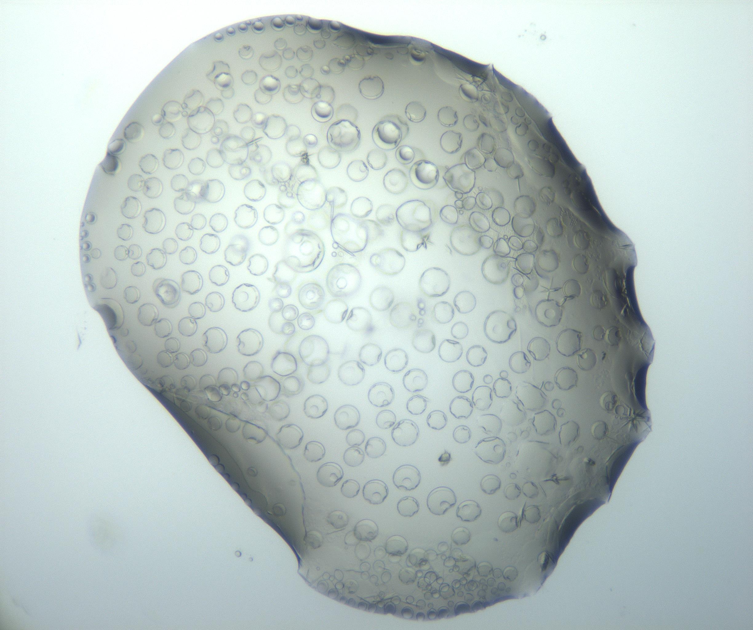 RI01_03_000_0212_Proj1_Clon1_MC_0000MC103027_003_161122_06_03_01_00_99_002_001_RAI.jpg