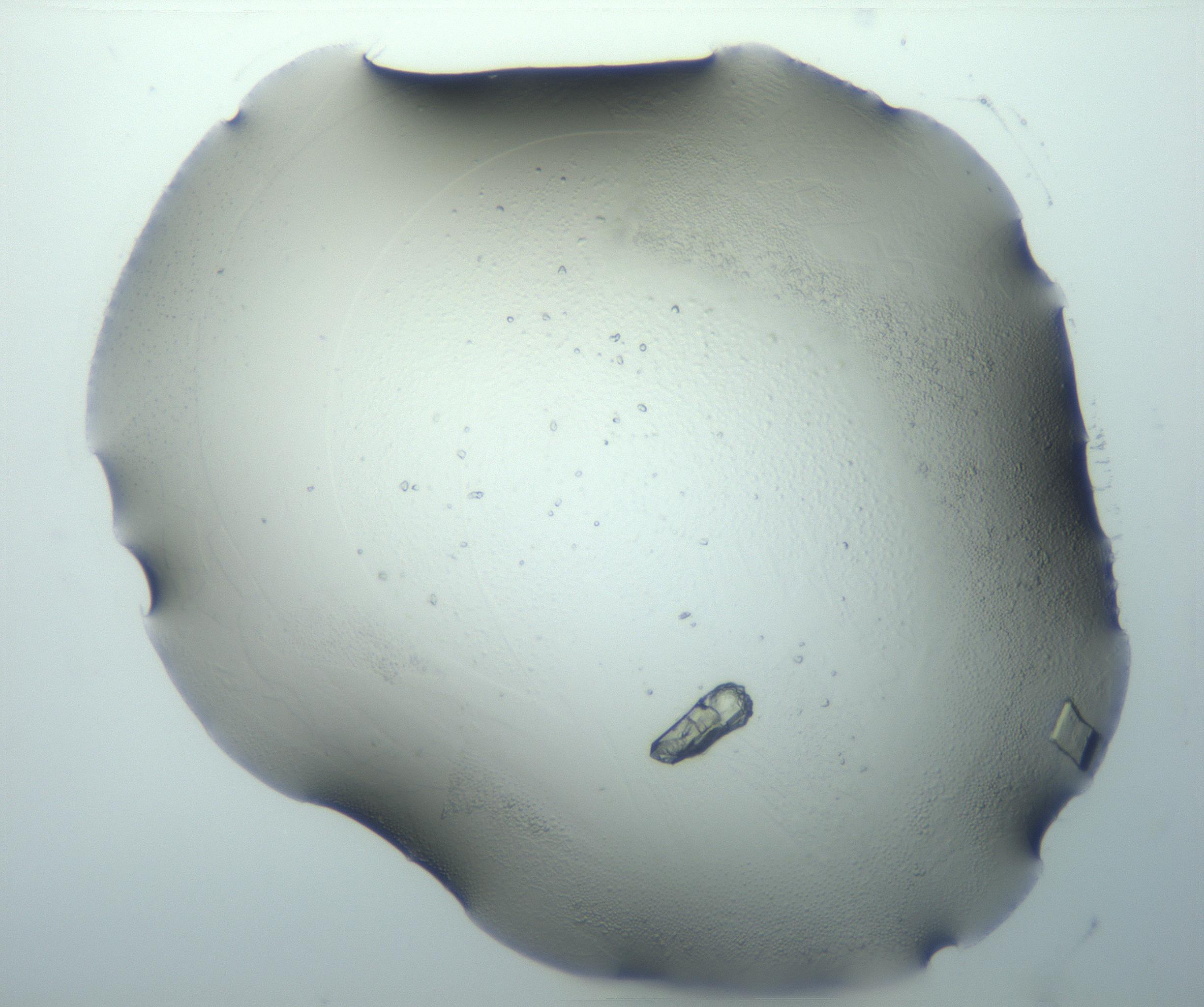RI01_03_000_0212_Proj1_Clon1_MC_0000MC103027_004_161124_05_02_02_00_99_002_001_RAI.jpg