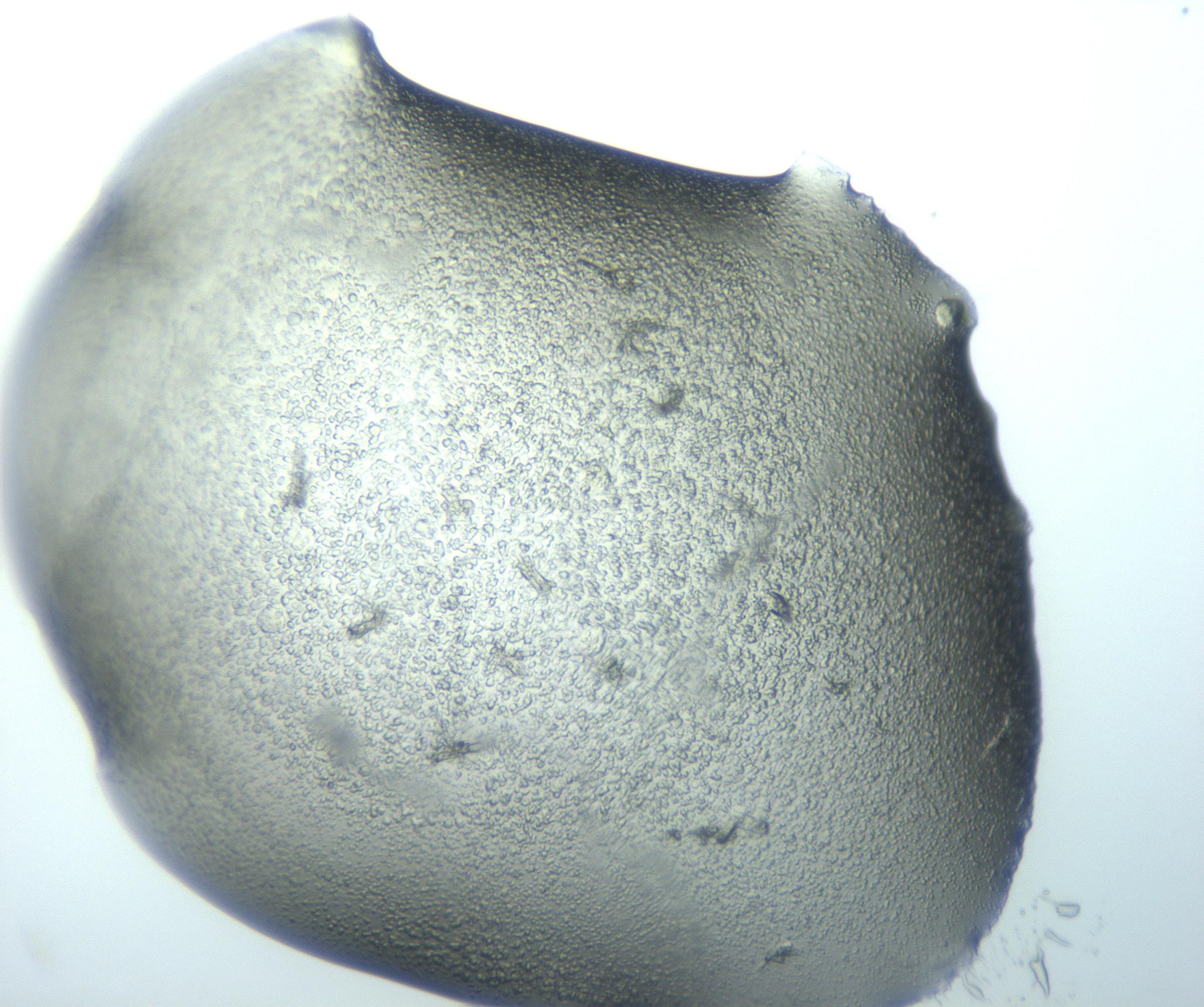 RI01_03_000_0212_Proj1_Clon1_MC_0000MC103027_004_161124_05_03_01_00_99_002_001_RAI.jpg