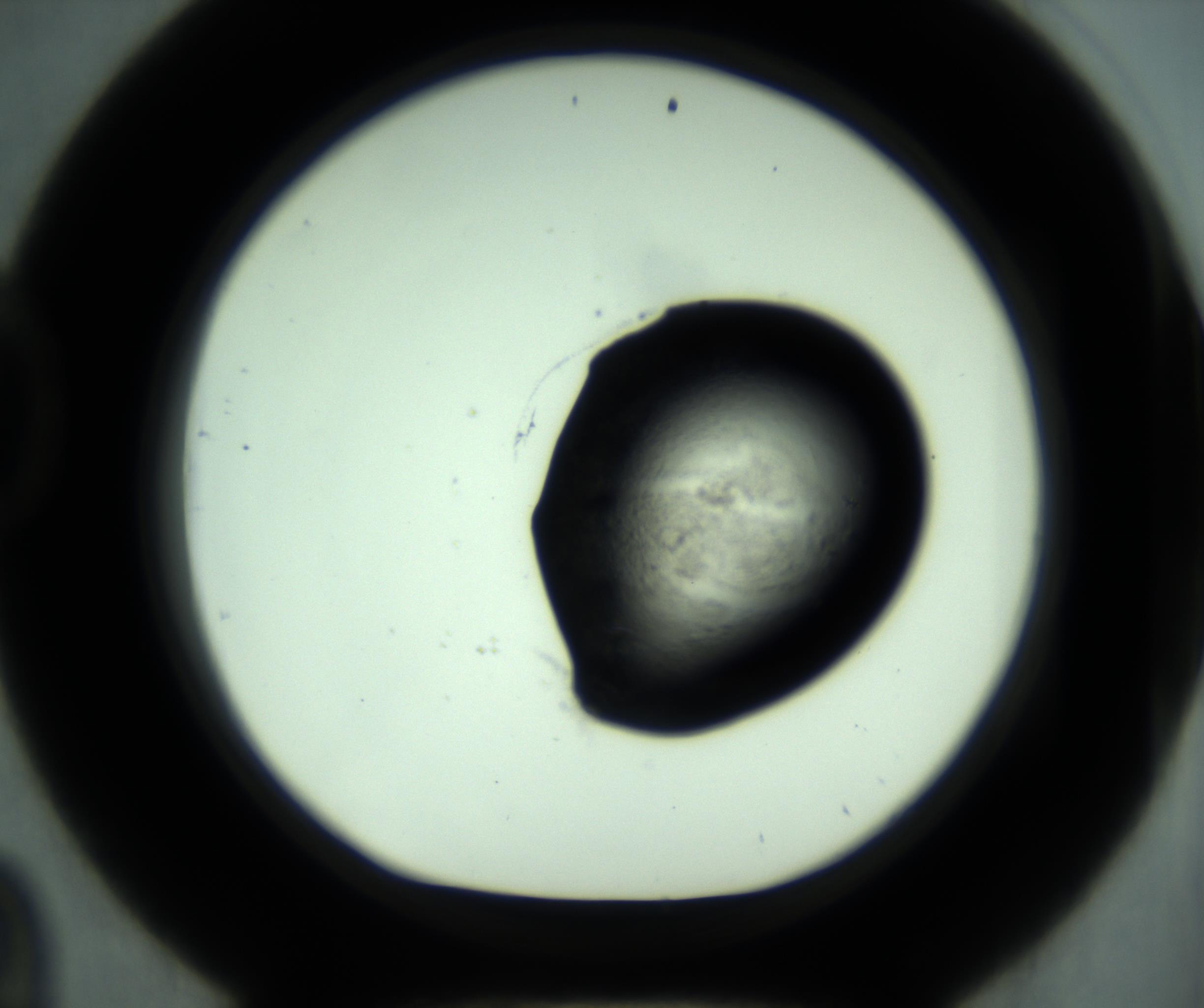 RI01_03_000_0212_Proj1_Clon1_MC_0000MC103028_001_161121_09_04_01_00_98_002_001_RAI.jpg