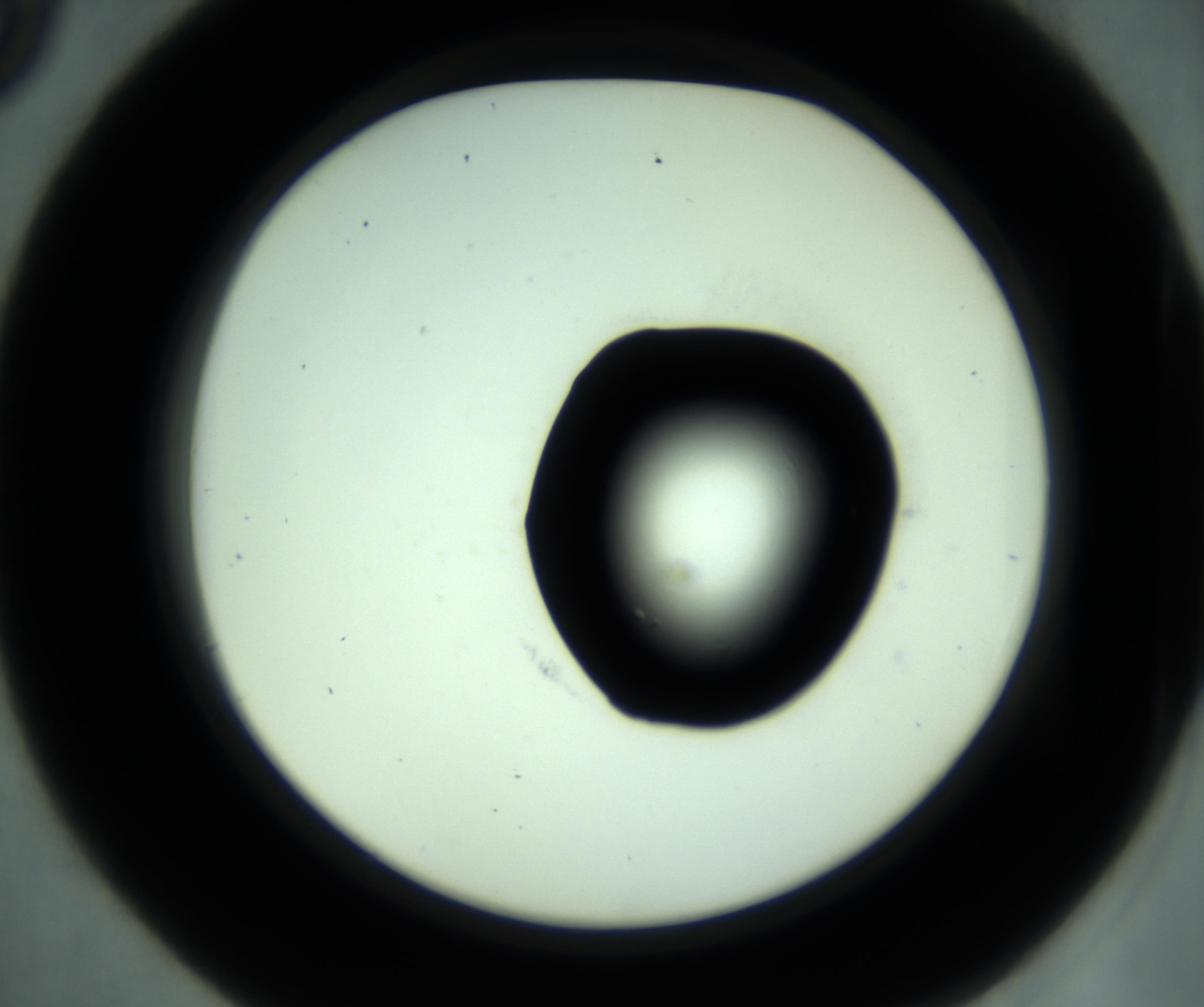 RI01_03_000_0212_Proj1_Clon1_MC_0000MC103028_001_161121_09_04_02_00_98_002_001_RAI.jpg