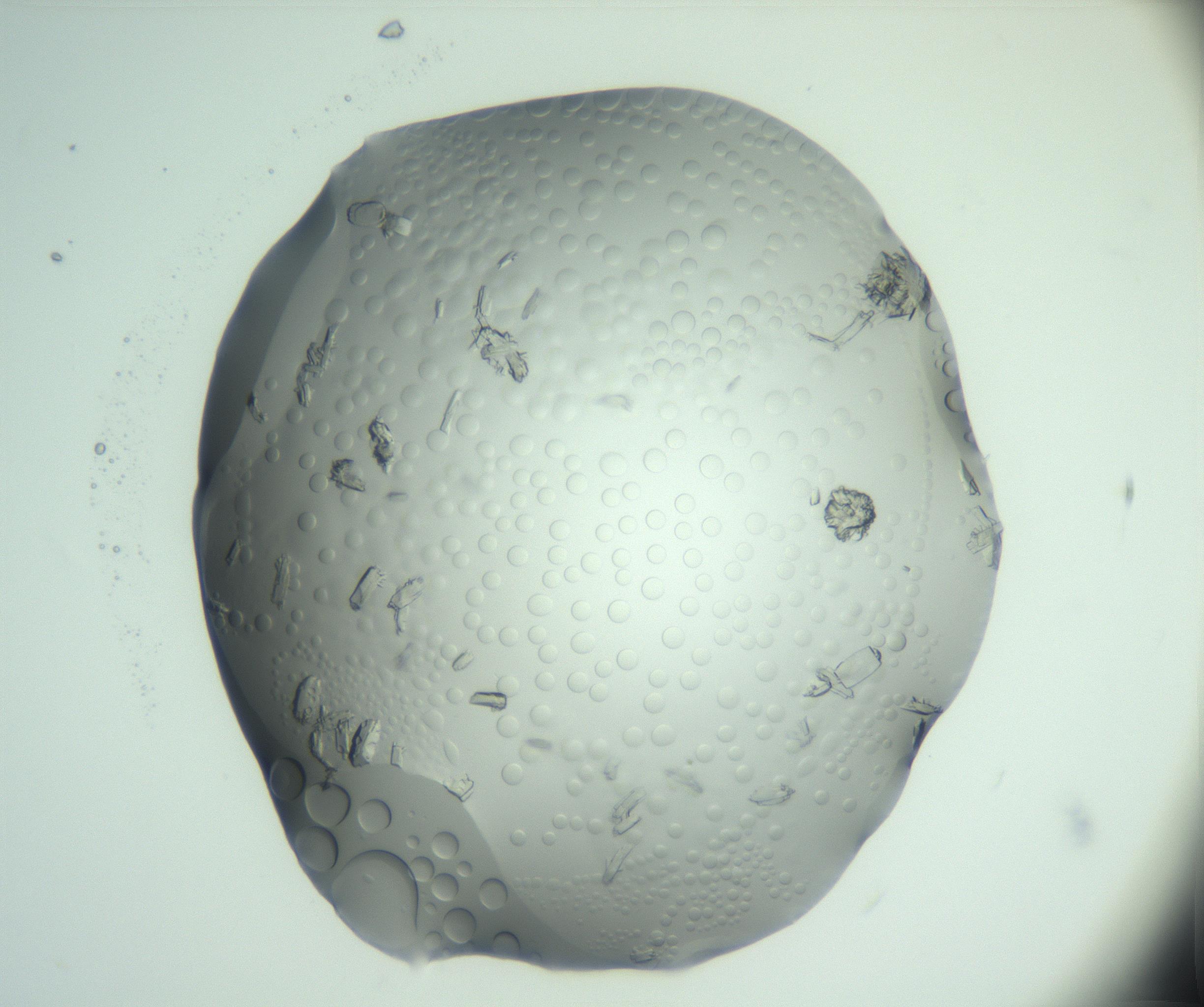 RI01_03_000_0212_Proj1_Clon1_MC_0000MC103028_002_161122_06_03_02_00_99_002_001_RAI.jpg