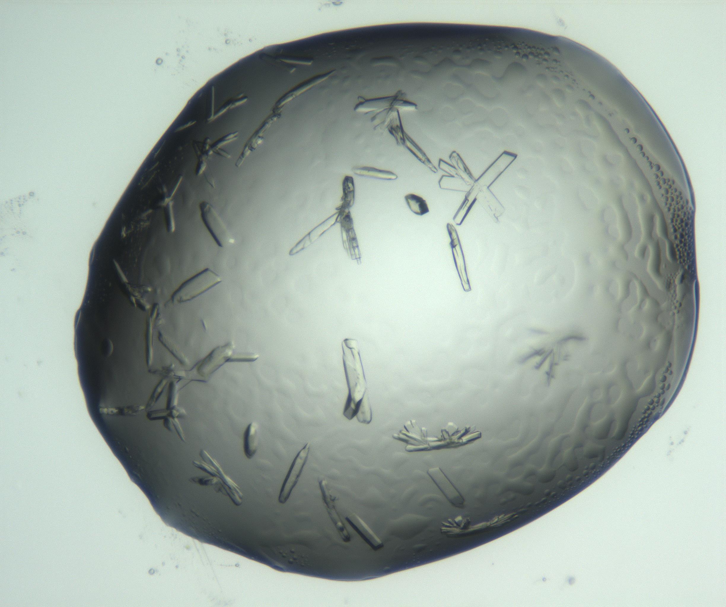 RI01_03_000_0212_Proj1_Clon1_MC_0000MC103028_002_161122_07_04_01_00_99_002_001_RAI.jpg