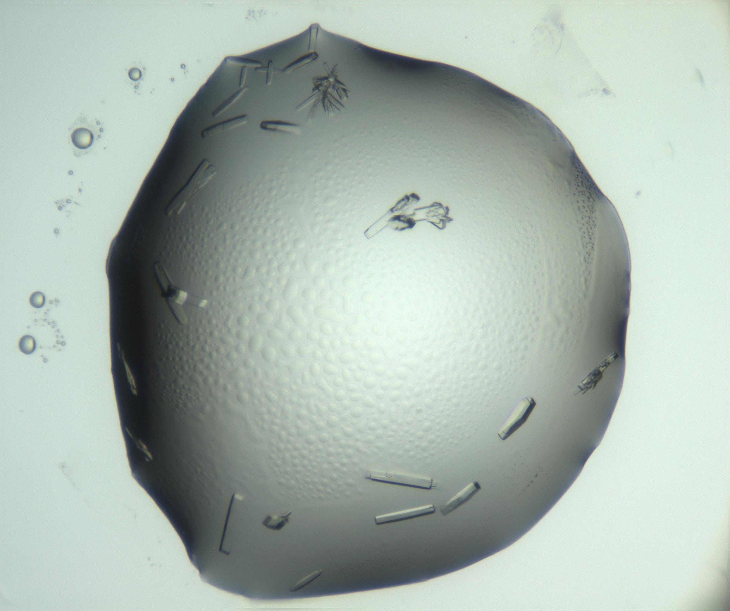 RI01_03_000_0212_Proj1_Clon1_MC_0000MC103028_002_161122_07_04_02_00_99_002_001_RAI.jpg