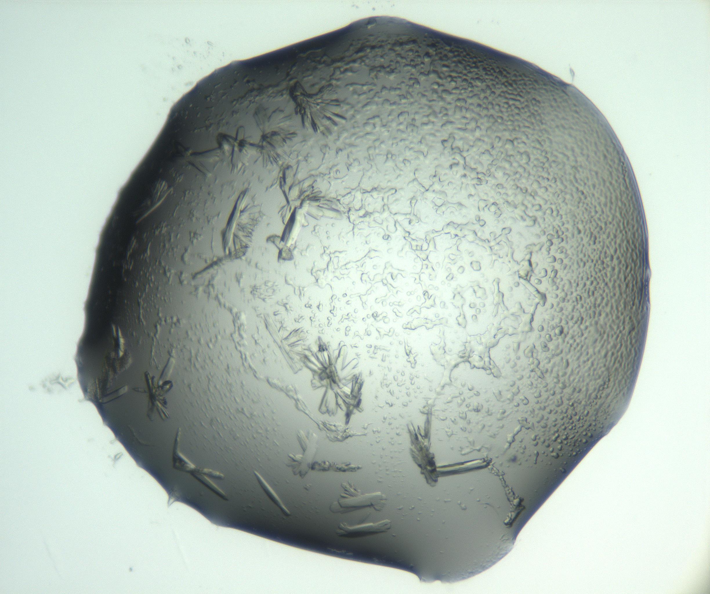 RI01_03_000_0212_Proj1_Clon1_MC_0000MC103028_002_161122_08_05_01_00_99_002_001_RAI.jpg
