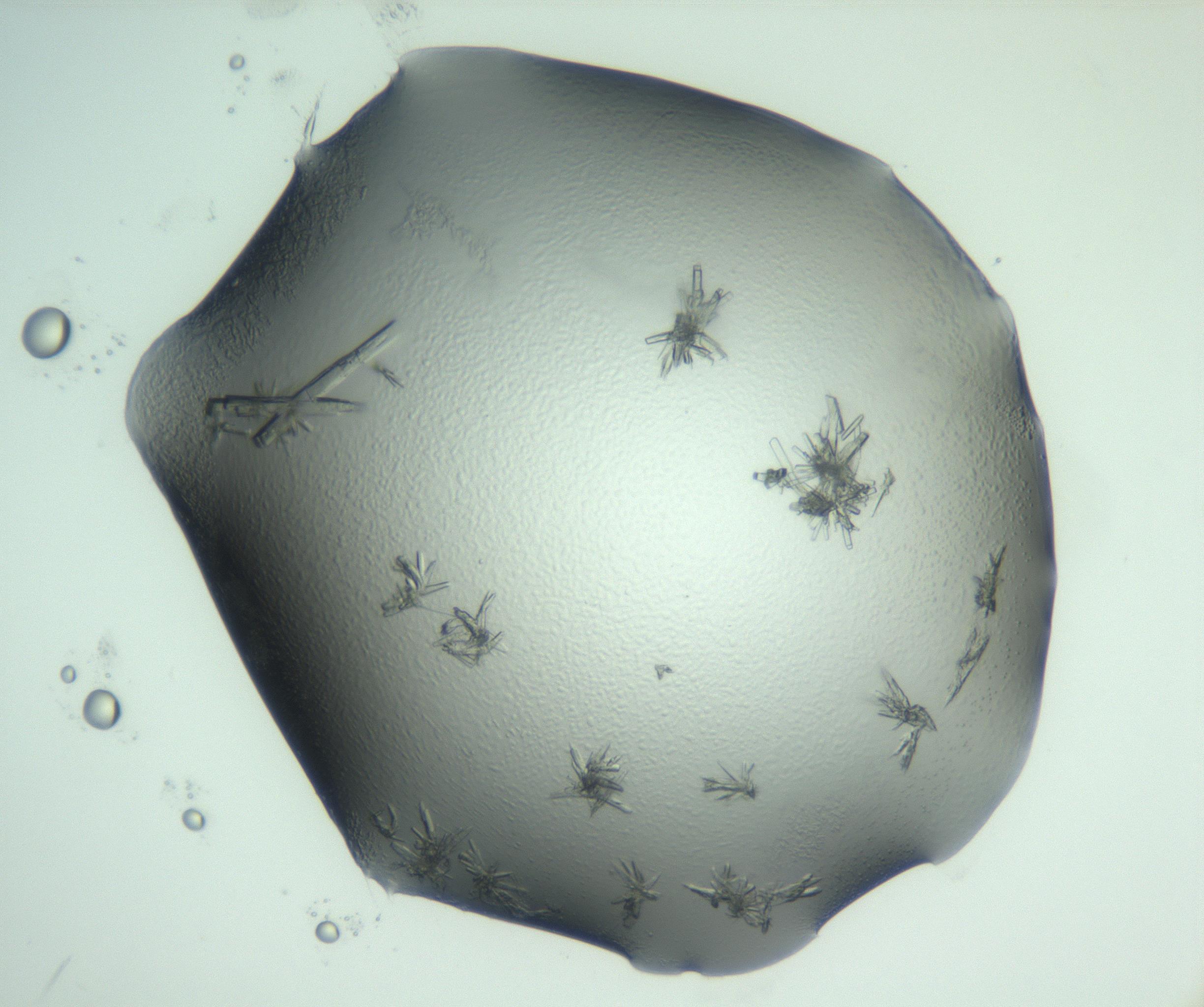 RI01_03_000_0212_Proj1_Clon1_MC_0000MC103028_002_161122_08_05_02_00_99_002_001_RAI.jpg