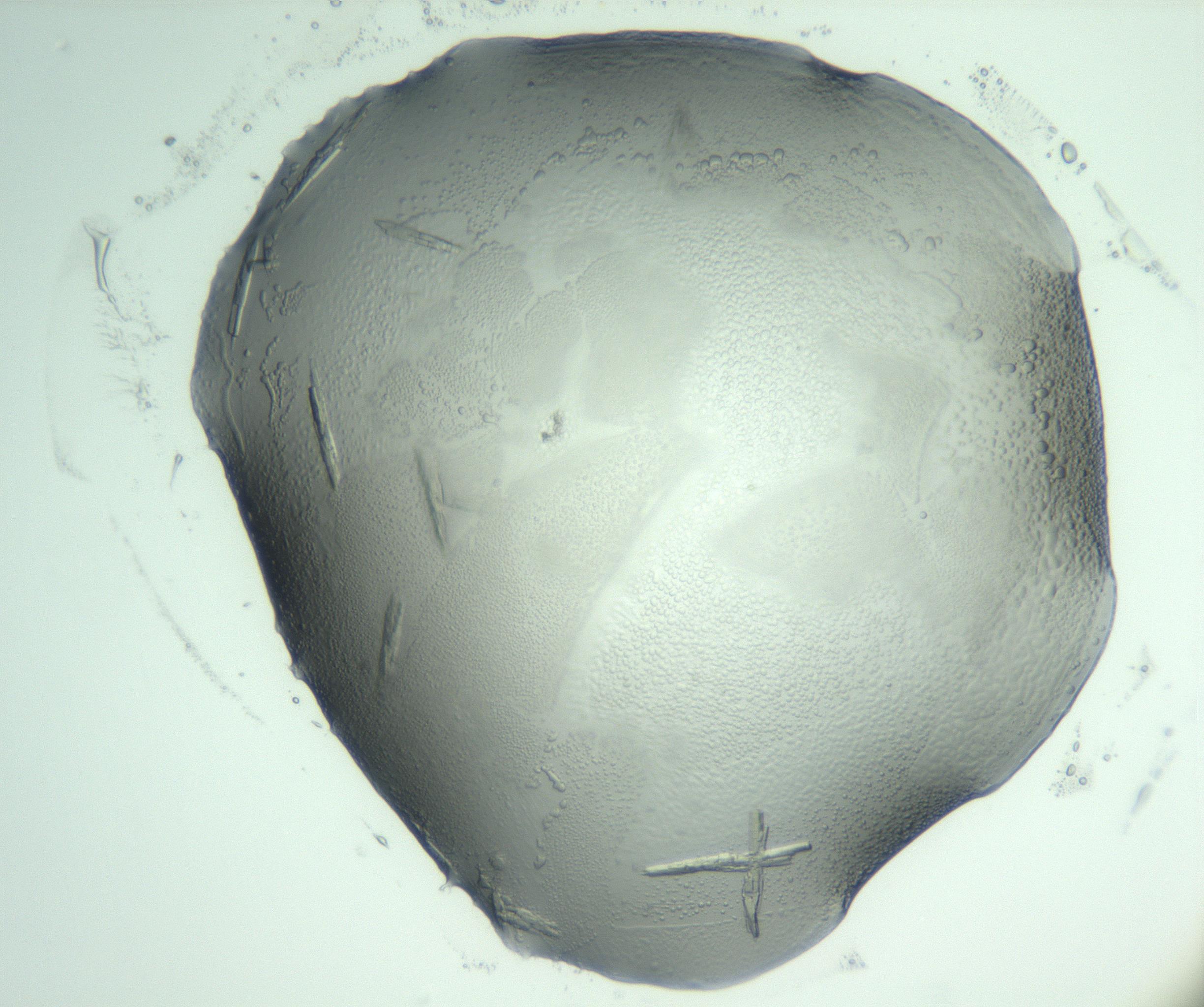 RI01_03_000_0212_Proj1_Clon1_MC_0000MC103028_003_161124_04_02_02_00_99_002_001_RAI.jpg