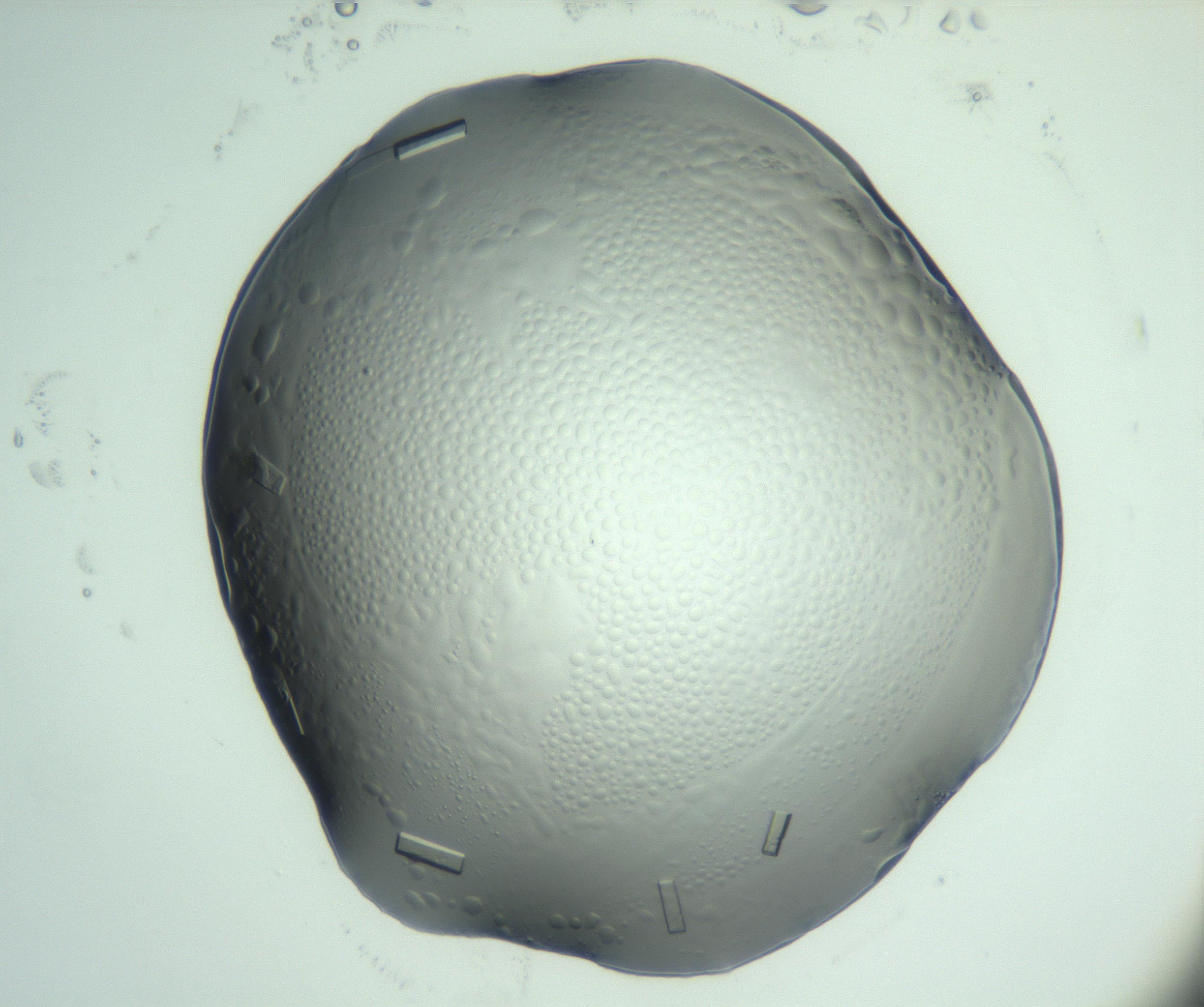 RI01_03_000_0212_Proj1_Clon1_MC_0000MC103028_003_161124_05_03_02_00_99_002_001_RAI.jpg
