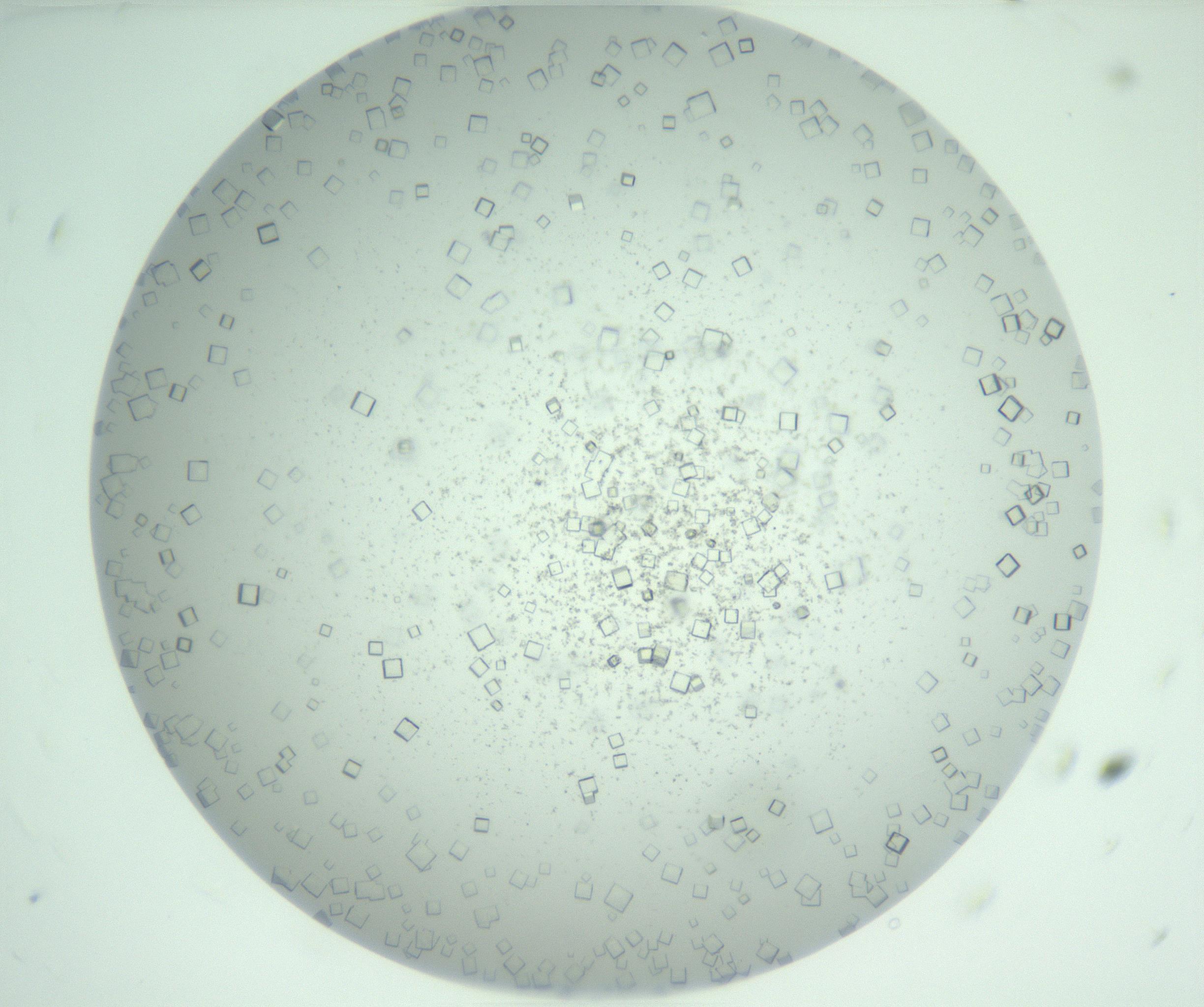 RI01_03_000_0212_Proj1_Clon1_MC_0000MC103029_002_161123_11_01_01_00_99_002_001_RAI.jpg
