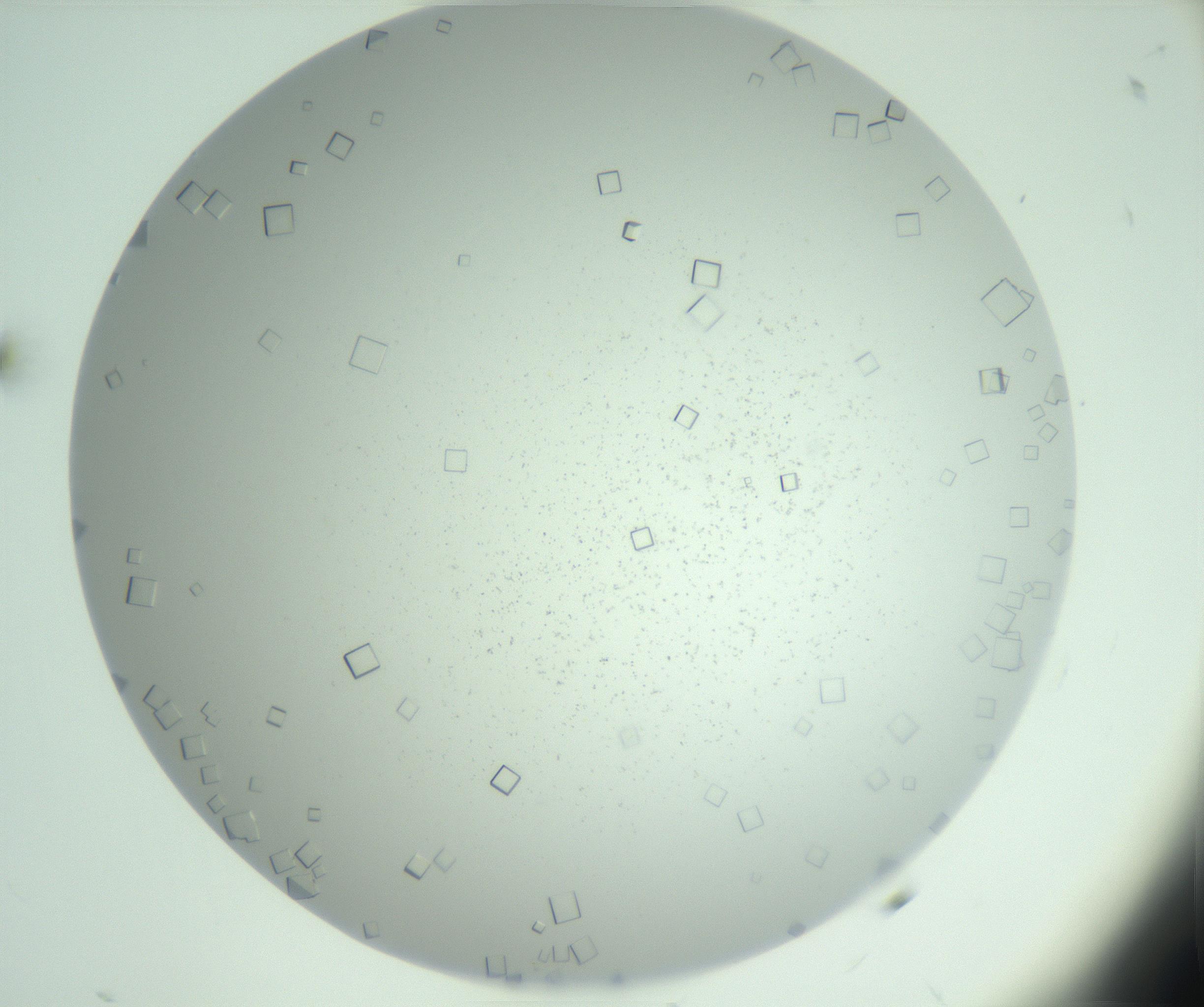 RI01_03_000_0212_Proj1_Clon1_MC_0000MC103029_002_161123_11_01_02_00_99_002_001_RAI.jpg
