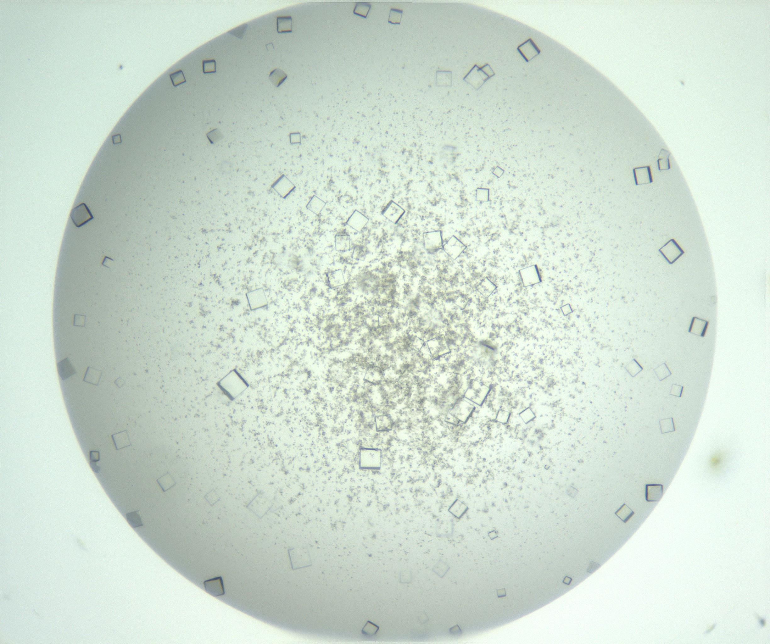 RI01_03_000_0212_Proj1_Clon1_MC_0000MC103029_002_161123_11_03_01_00_99_002_001_RAI.jpg