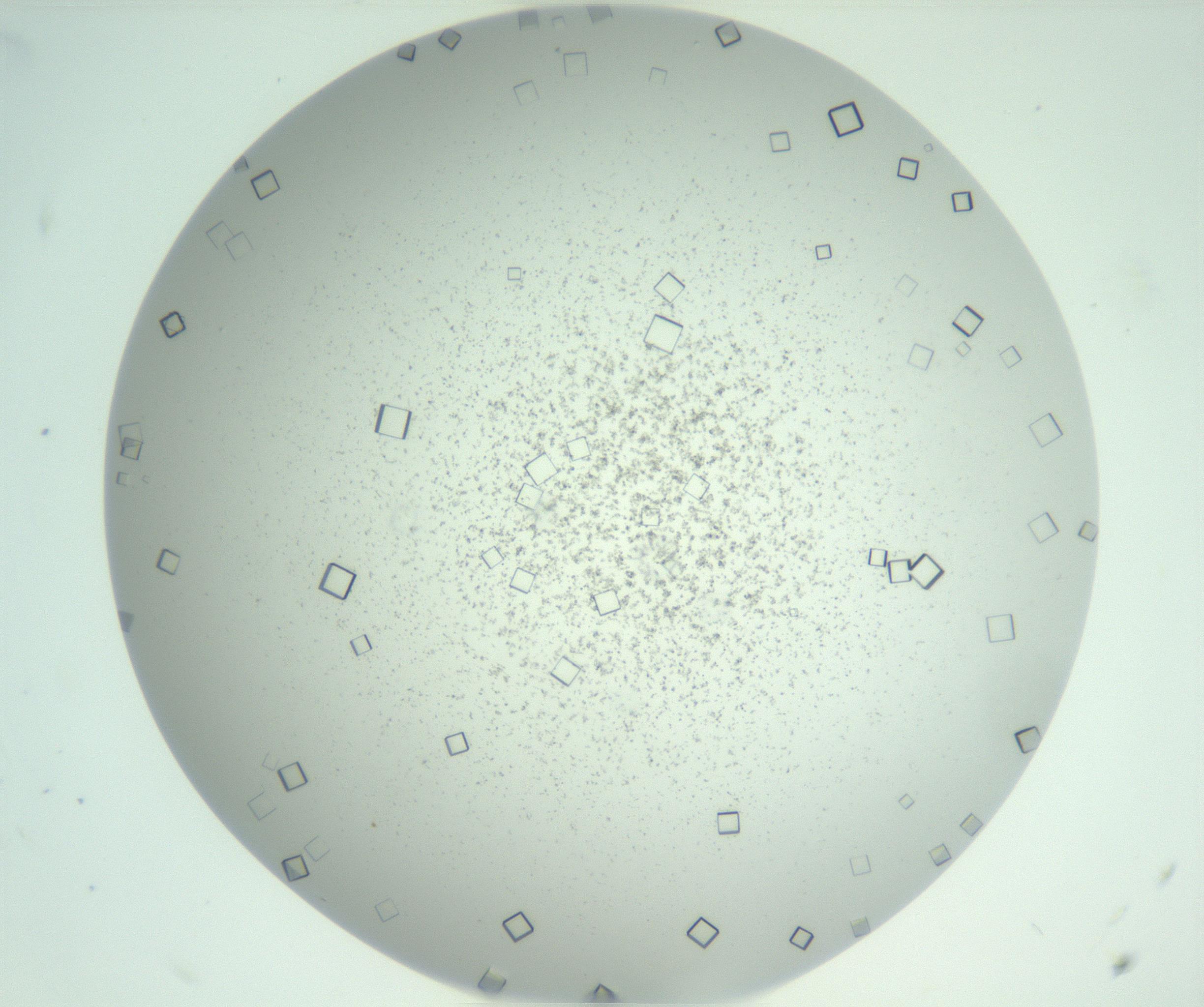 RI01_03_000_0212_Proj1_Clon1_MC_0000MC103029_002_161123_11_03_02_00_99_002_001_RAI.jpg