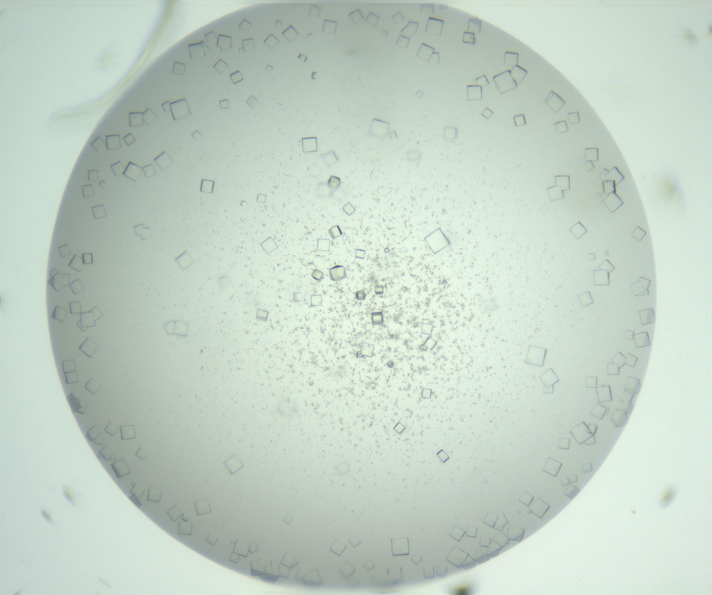 RI01_03_000_0212_Proj1_Clon1_MC_0000MC103029_002_161123_12_01_01_00_99_002_001_RAI.jpg