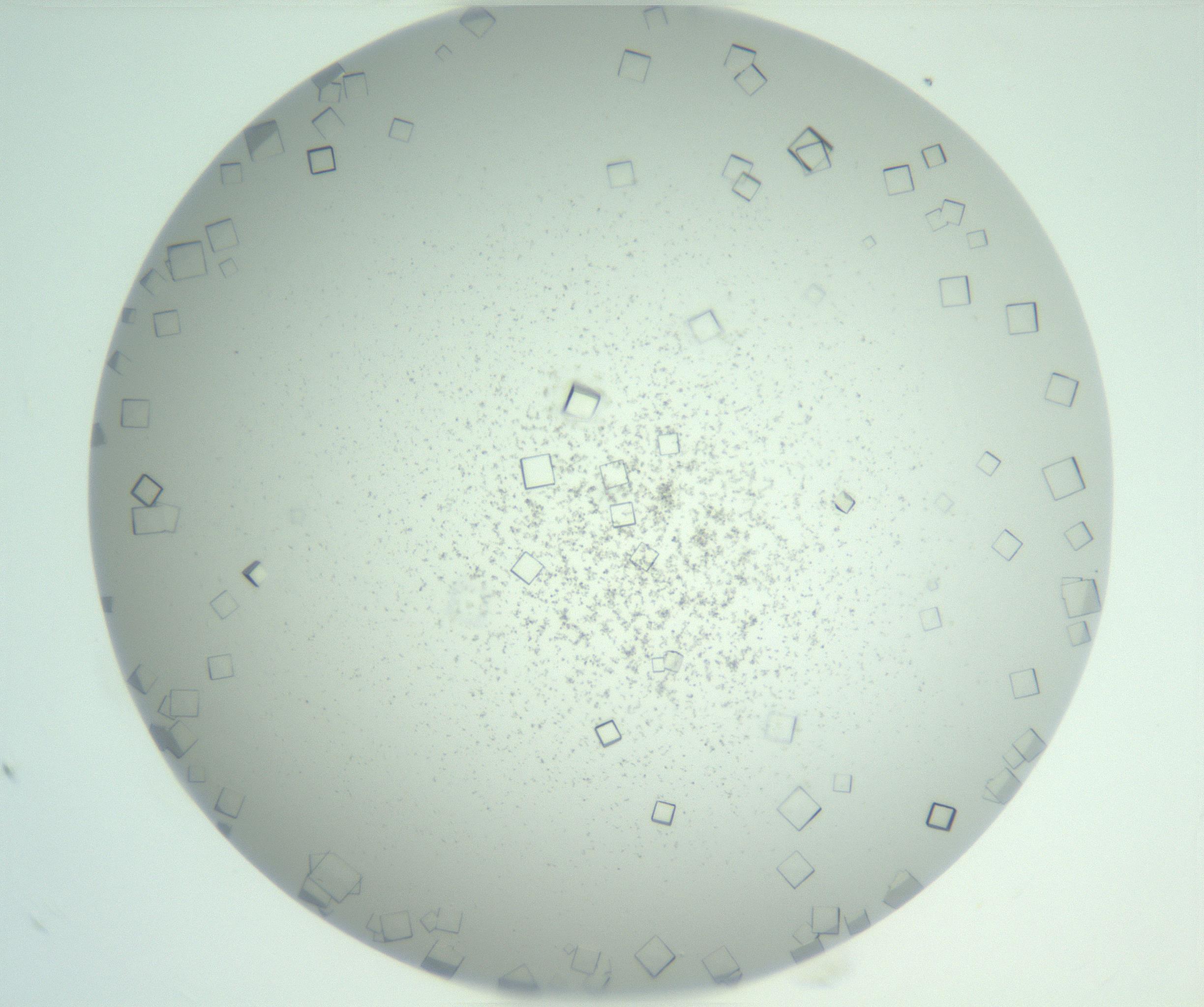 RI01_03_000_0212_Proj1_Clon1_MC_0000MC103029_002_161123_12_02_01_00_99_002_001_RAI.jpg