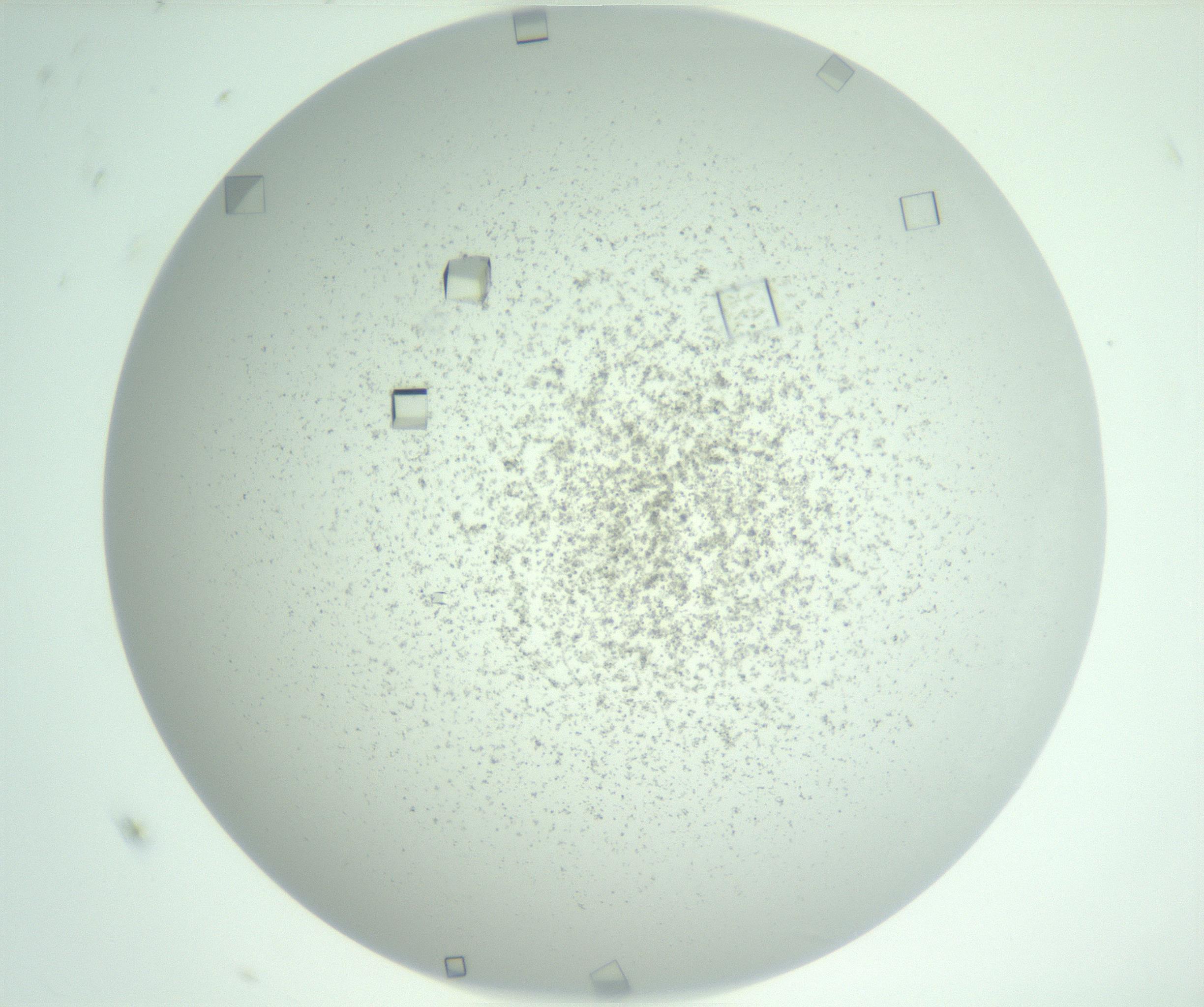 RI01_03_000_0212_Proj1_Clon1_MC_0000MC103029_003_161125_11_04_01_00_99_002_001_RAI.jpg