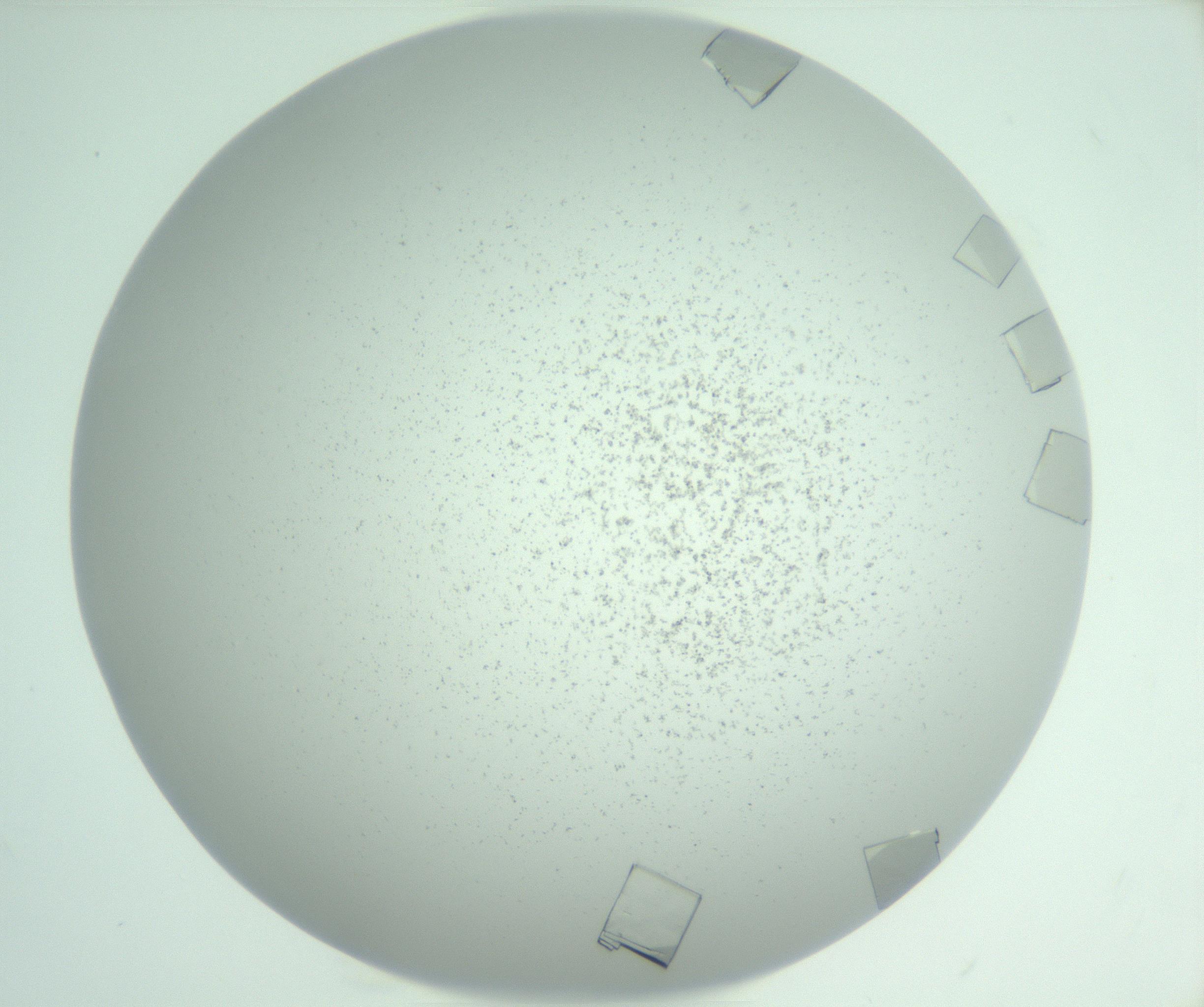 RI01_03_000_0212_Proj1_Clon1_MC_0000MC103029_003_161125_11_07_01_00_99_002_001_RAI.jpg